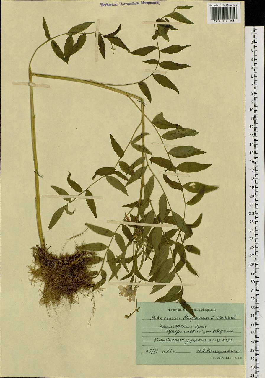 Polemonium chinense (Brand) Brand, Siberia, Russian Far East (S6) (Russia)