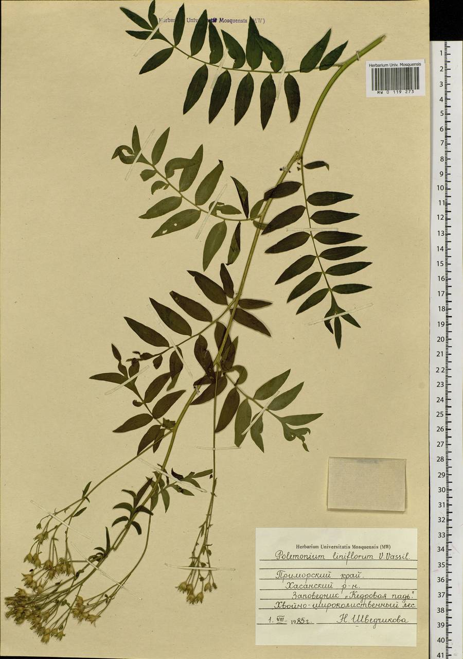 Polemonium chinense (Brand) Brand, Siberia, Russian Far East (S6) (Russia)