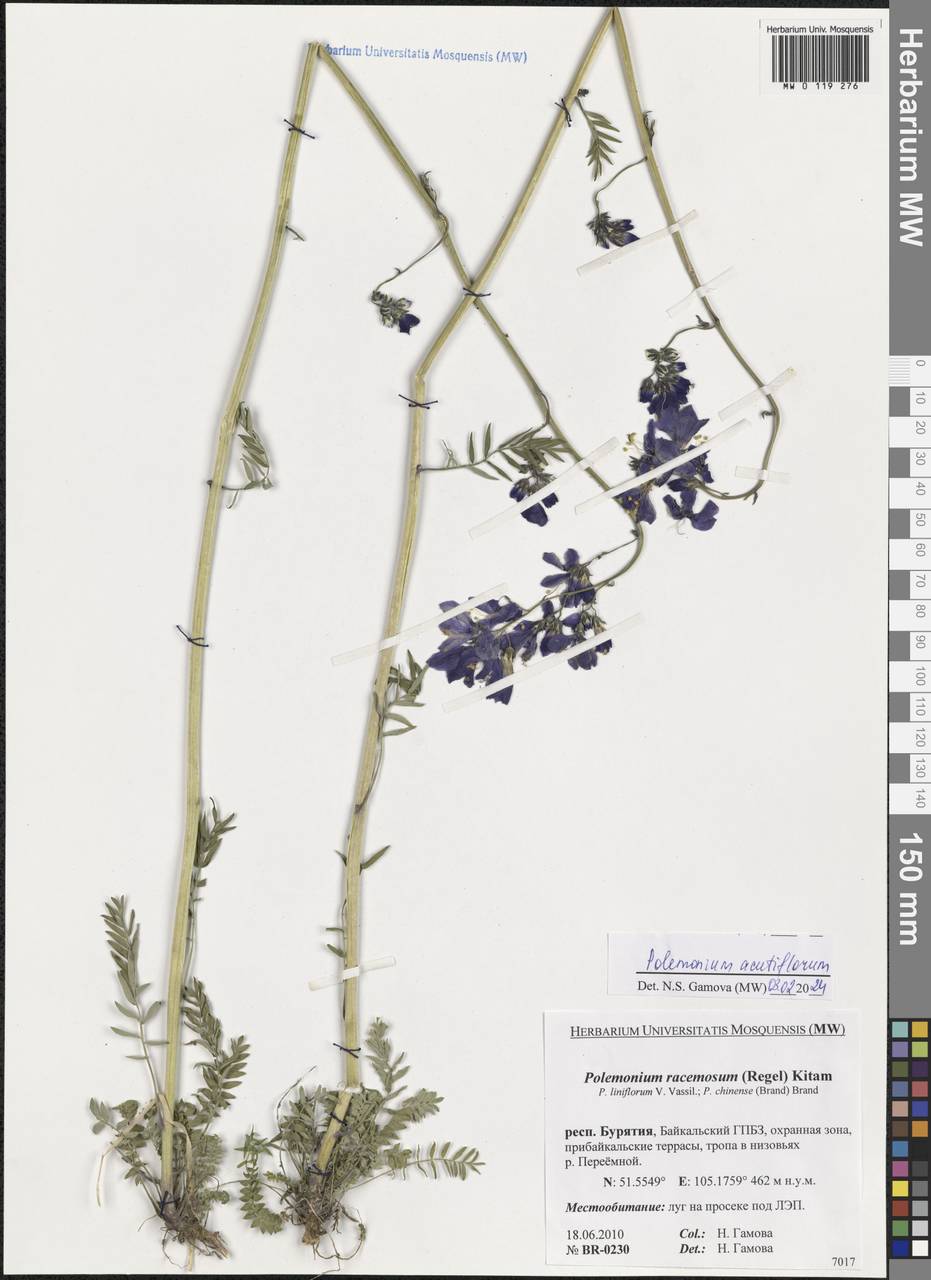 Polemonium villosum Rudolph ex Georgi, Siberia, Baikal & Transbaikal region (S4) (Russia)