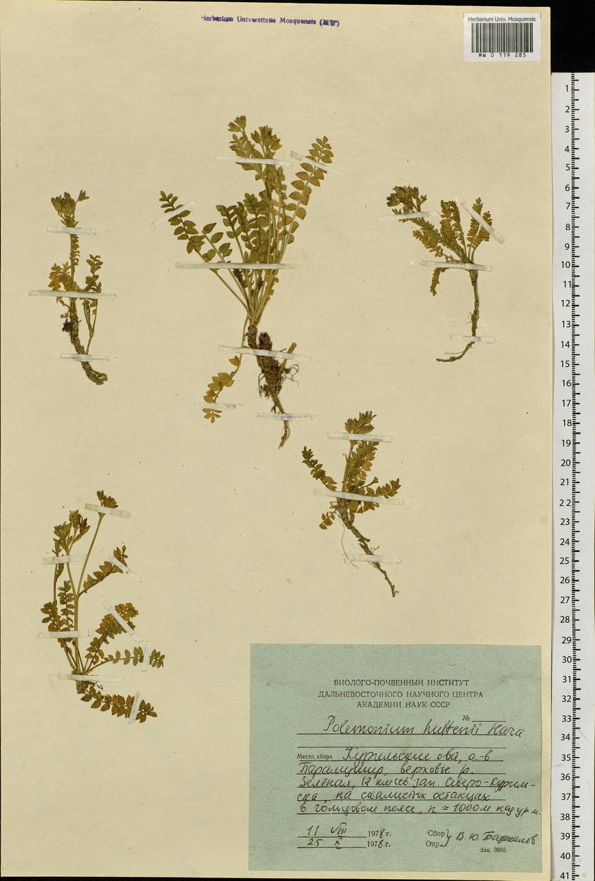 Polemonium boreale Adams, Siberia, Russian Far East (S6) (Russia)