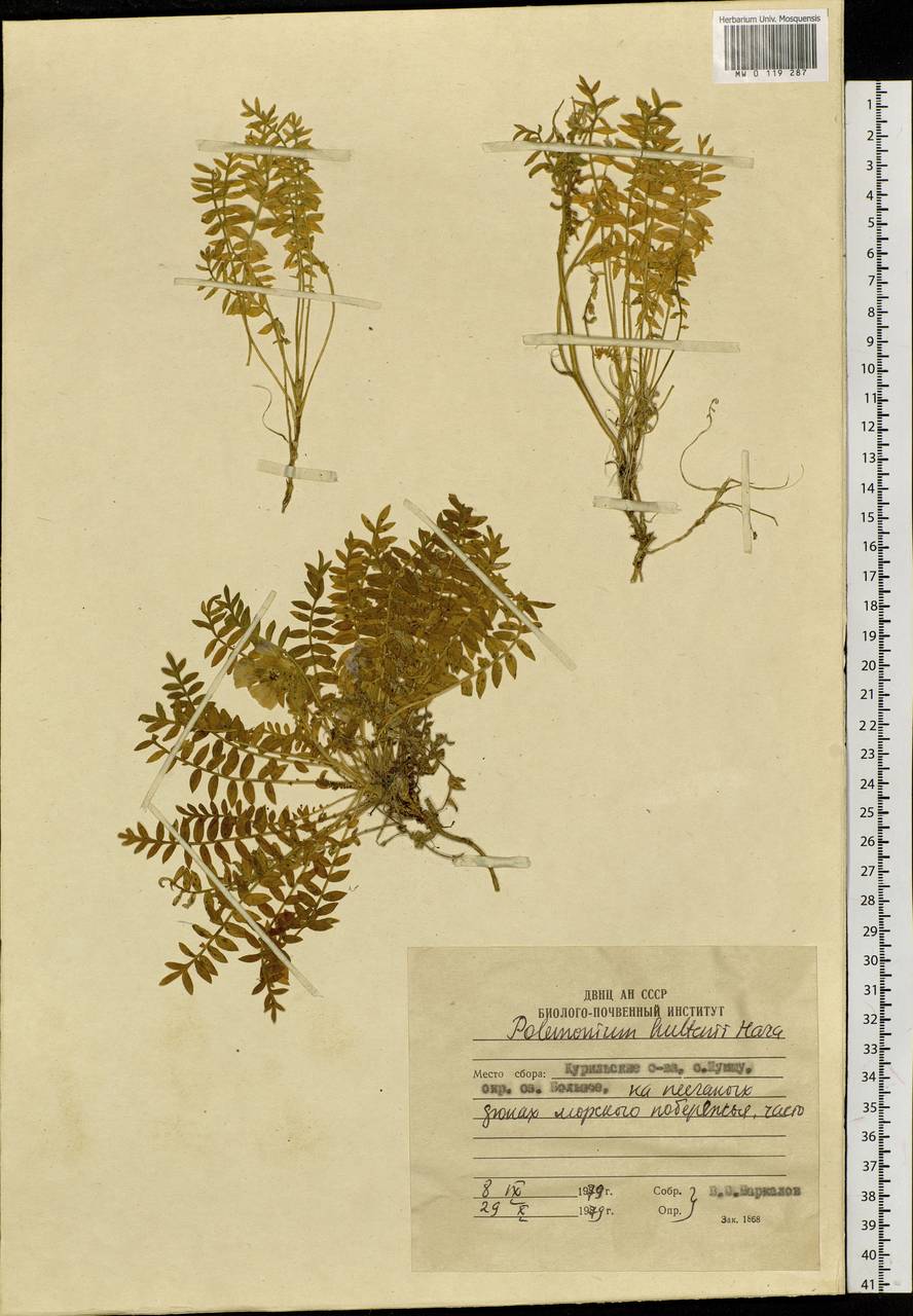 Polemonium boreale Adams, Siberia, Russian Far East (S6) (Russia)