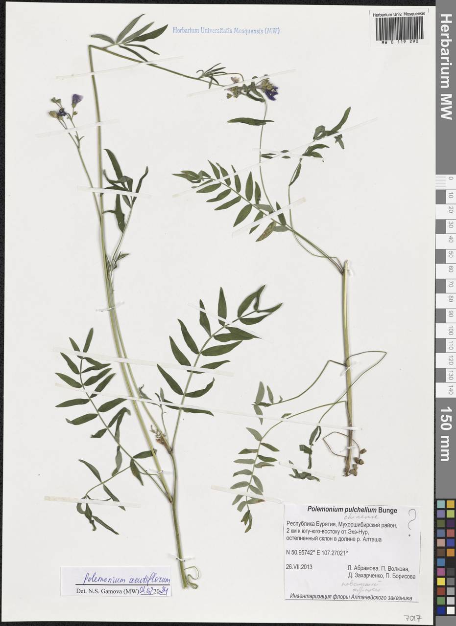 Polemonium villosum Rudolph ex Georgi, Siberia, Baikal & Transbaikal region (S4) (Russia)