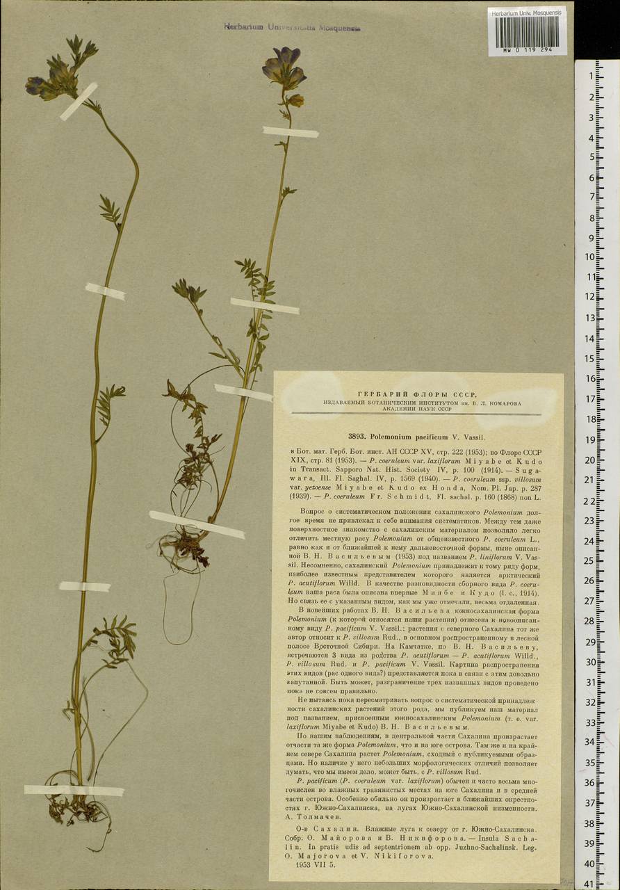 Polemonium caeruleum subsp. campanulatum Th. Fr., Siberia, Russian Far East (S6) (Russia)