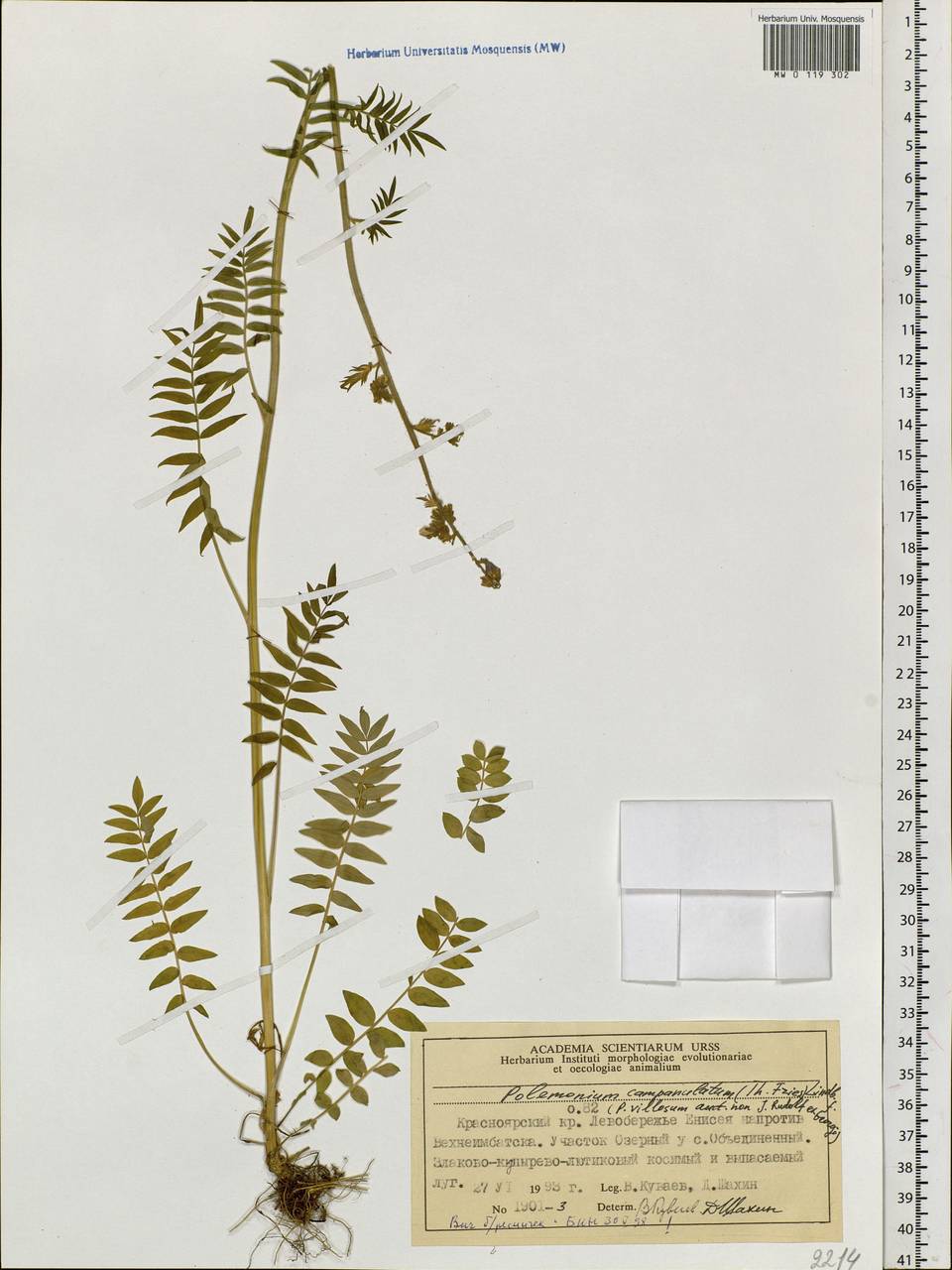 Polemonium campanulatum (Th. Fr.) Th. Fr., Siberia, Central Siberia (S3) (Russia)