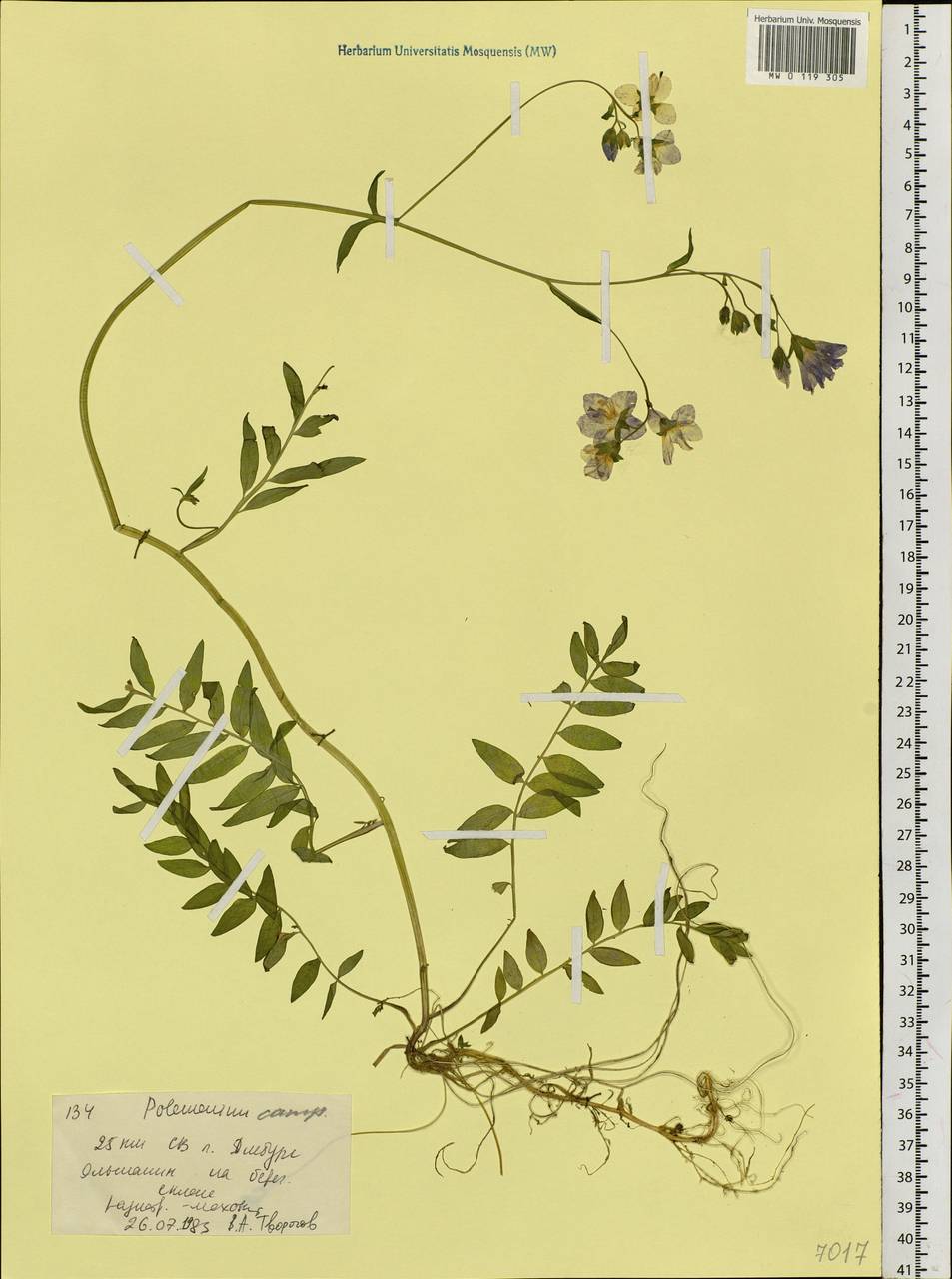Polemonium caeruleum subsp. campanulatum Th. Fr., Siberia, Western Siberia (S1) (Russia)