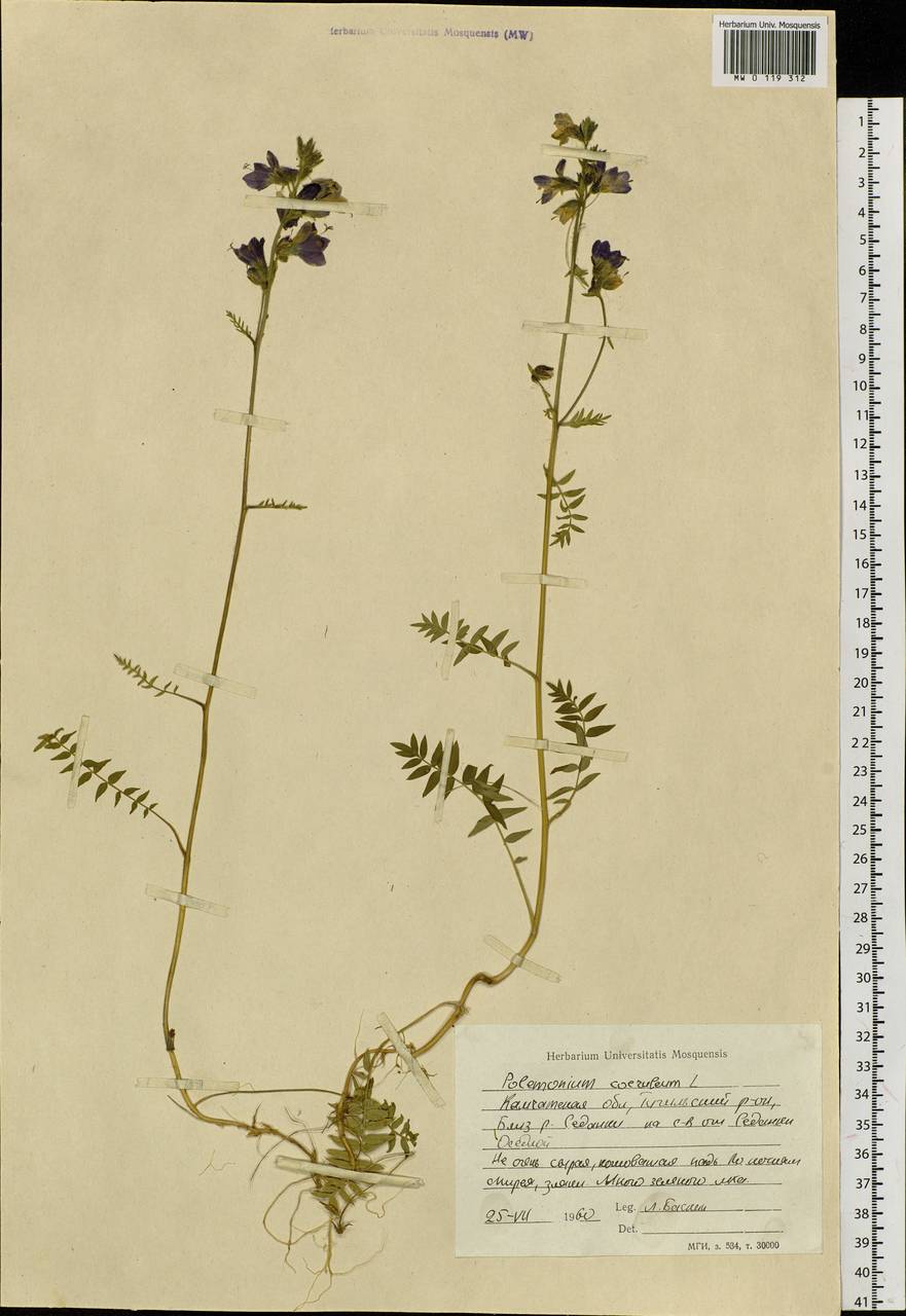 Polemonium caeruleum L., Siberia, Chukotka & Kamchatka (S7) (Russia)