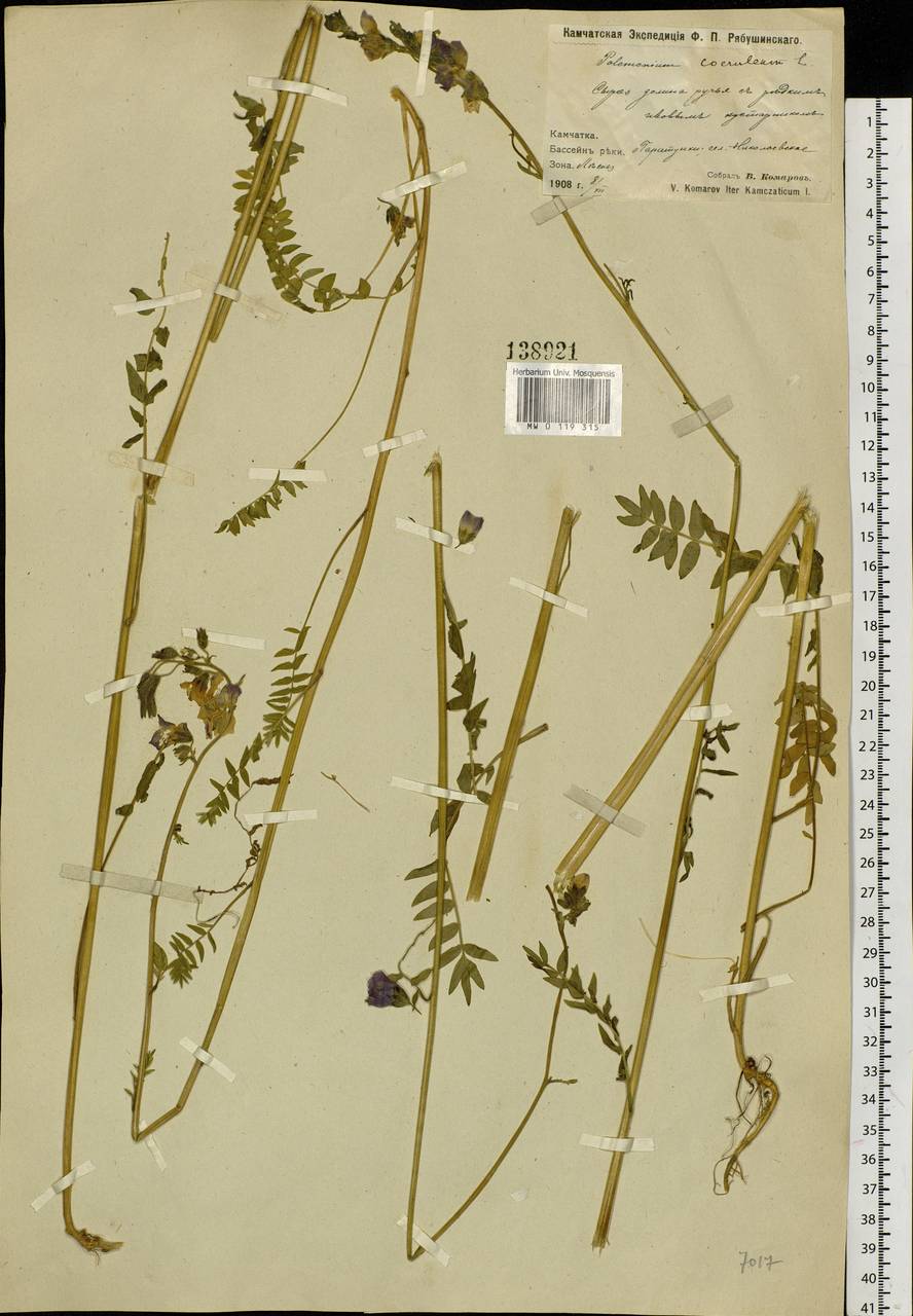 Polemonium caeruleum L., Siberia, Chukotka & Kamchatka (S7) (Russia)