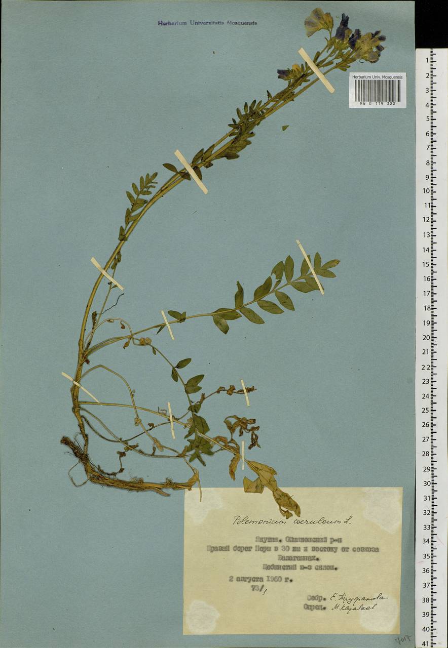 Polemonium caeruleum L., Siberia, Yakutia (S5) (Russia)