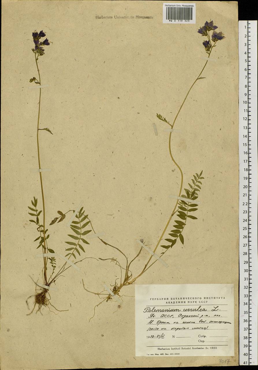 Polemonium caeruleum L., Siberia, Yakutia (S5) (Russia)