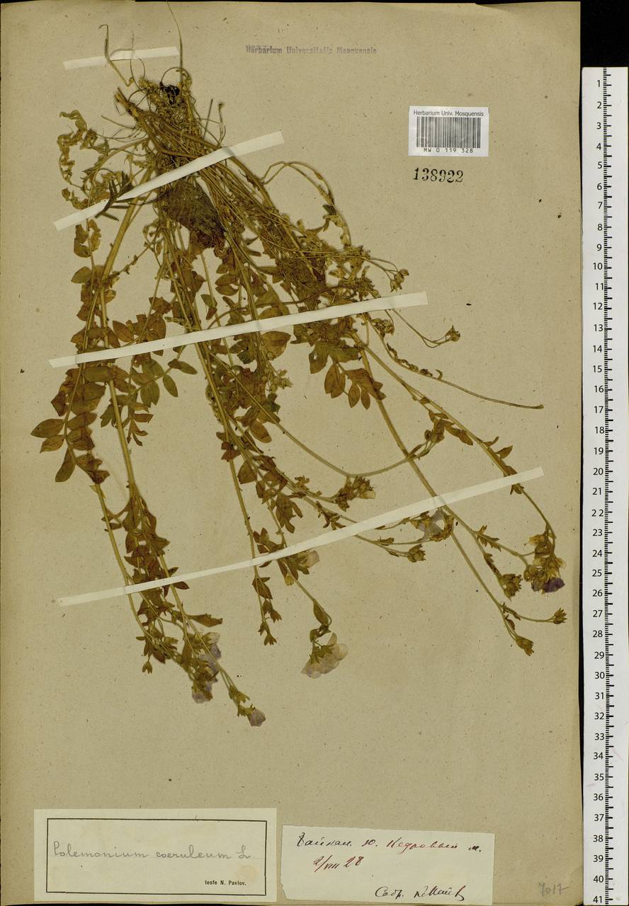 Polemonium caeruleum L., Siberia, Baikal & Transbaikal region (S4) (Russia)