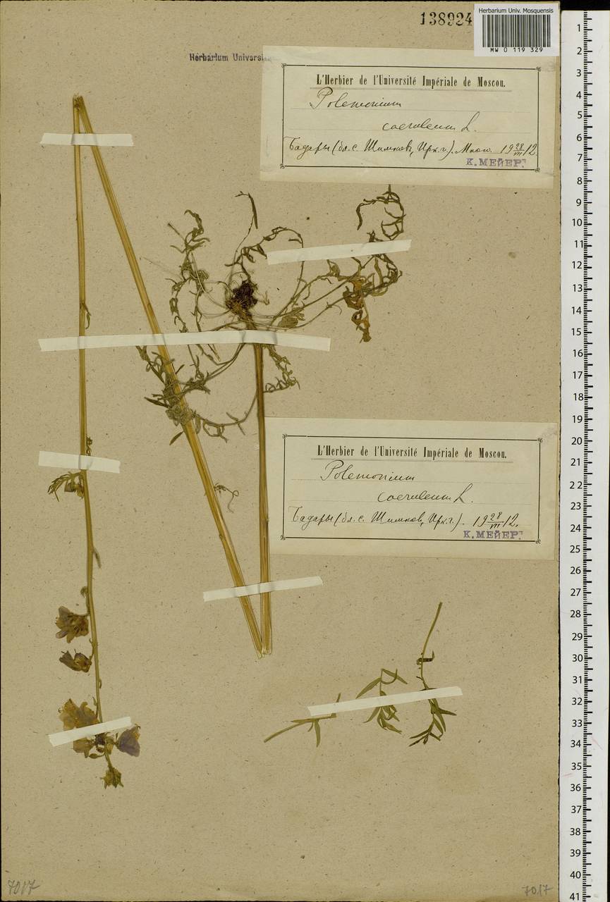 Polemonium caeruleum L., Siberia, Baikal & Transbaikal region (S4) (Russia)