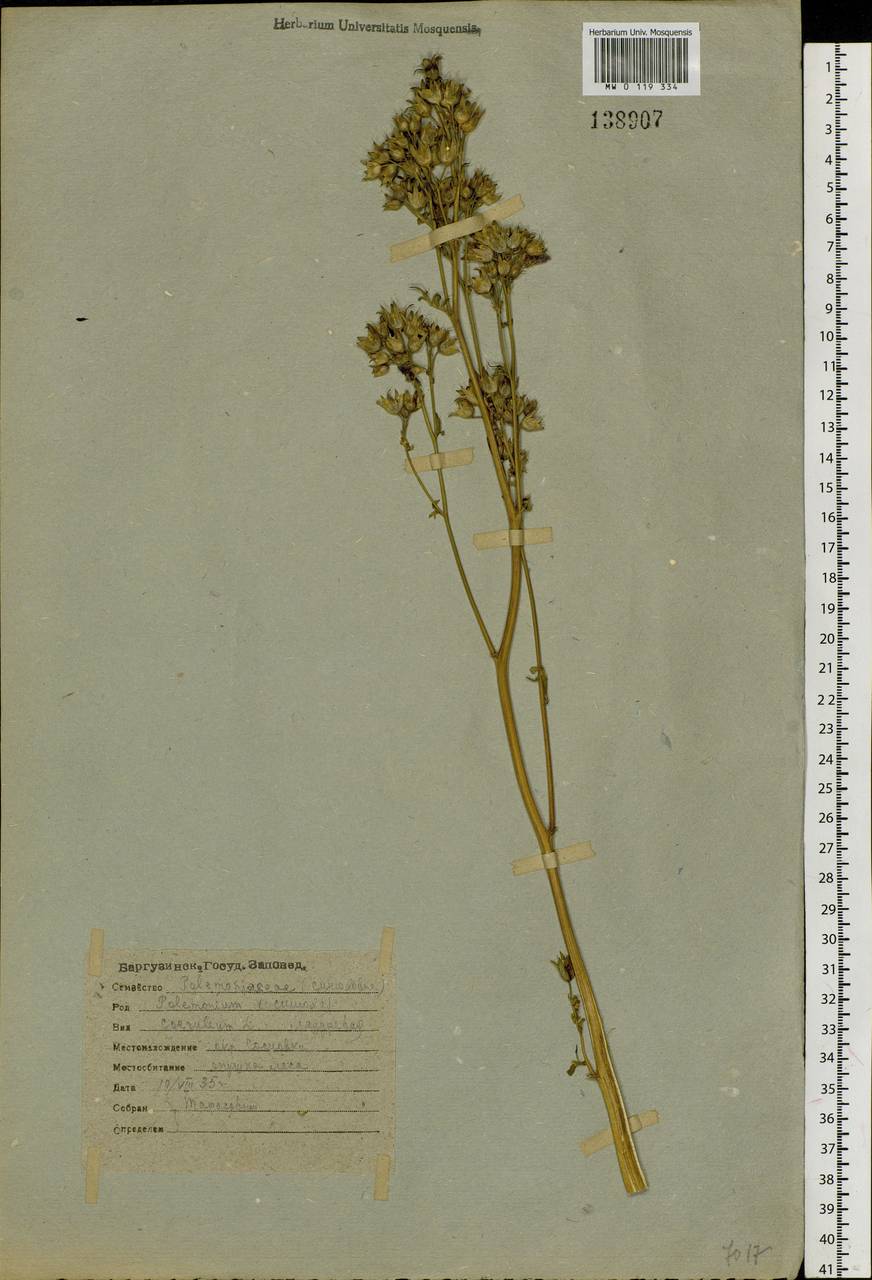 Polemonium caeruleum L., Siberia, Baikal & Transbaikal region (S4) (Russia)
