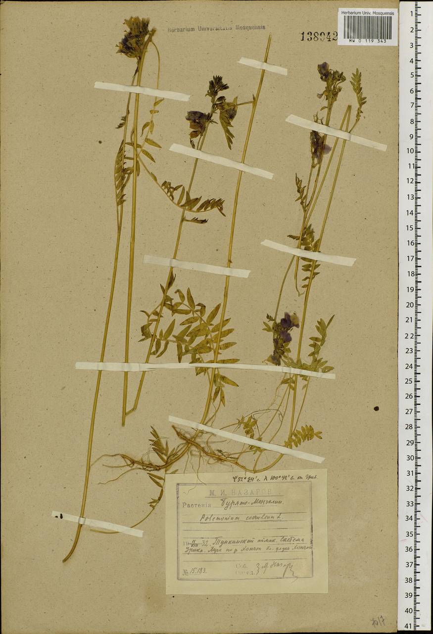 Polemonium caeruleum L., Siberia, Baikal & Transbaikal region (S4) (Russia)