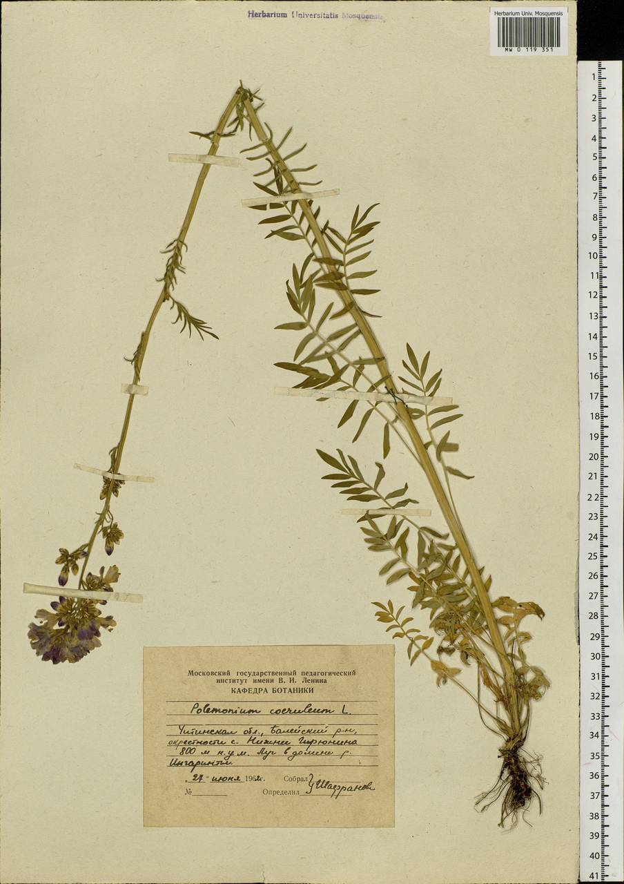 Polemonium caeruleum L., Siberia, Baikal & Transbaikal region (S4) (Russia)