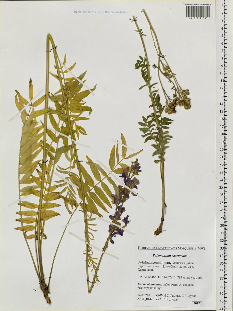 Polemonium caeruleum L., Siberia, Baikal & Transbaikal region (S4) (Russia)
