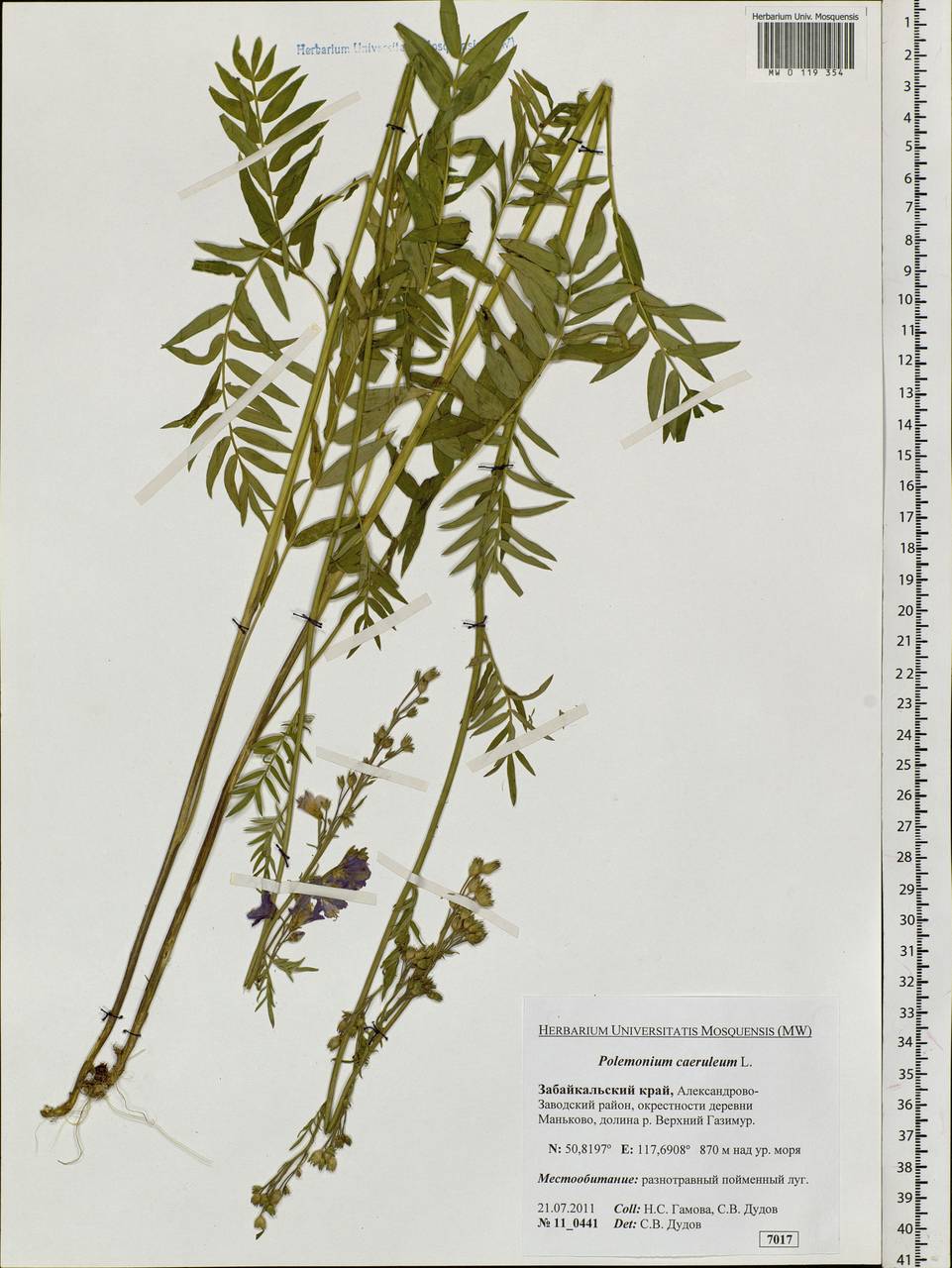 Polemonium caeruleum L., Siberia, Baikal & Transbaikal region (S4) (Russia)