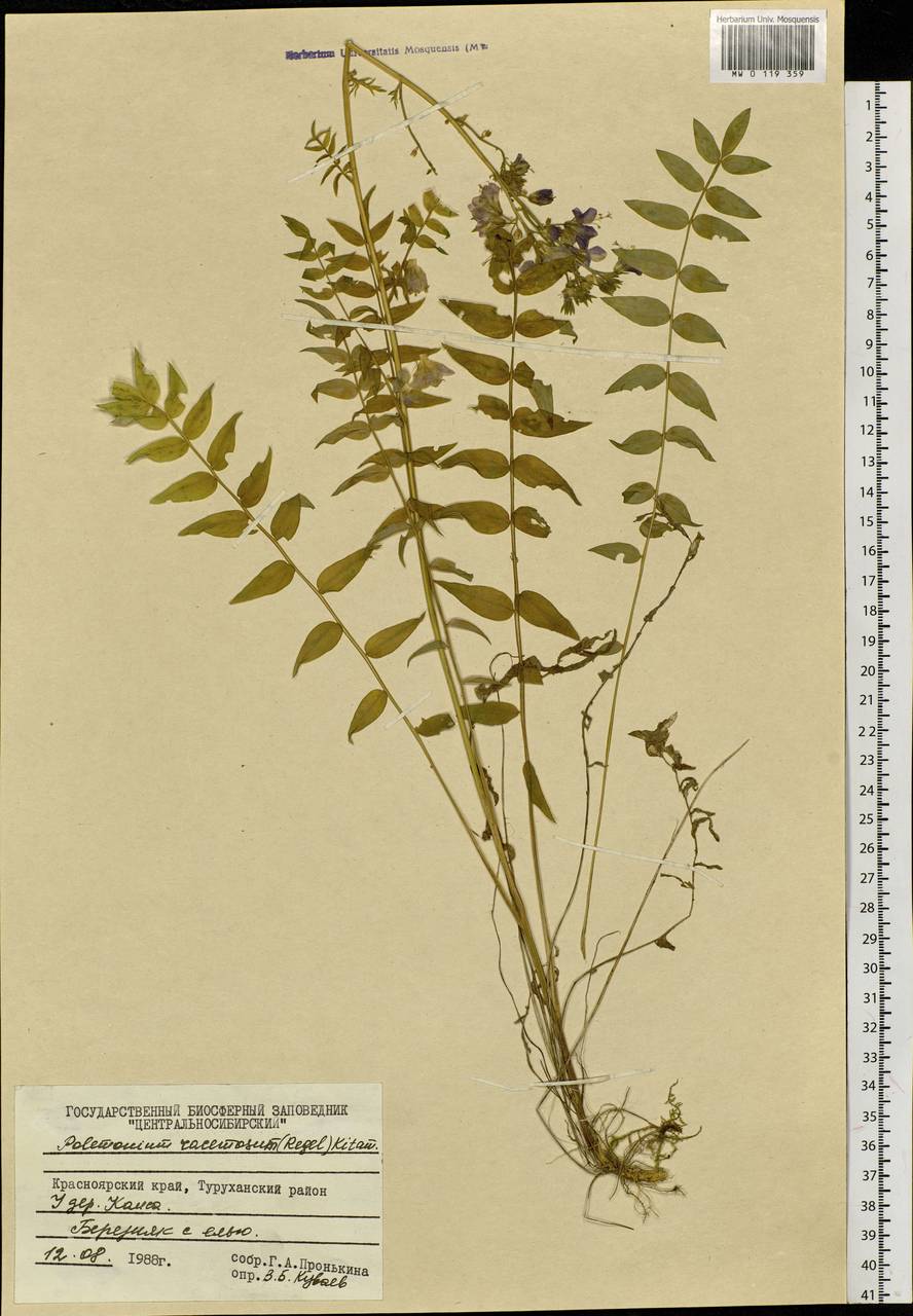 Polemonium caeruleum L., Siberia, Central Siberia (S3) (Russia)