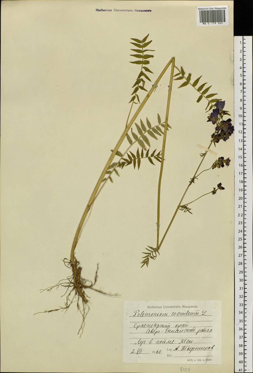 Polemonium caeruleum L., Siberia, Central Siberia (S3) (Russia)