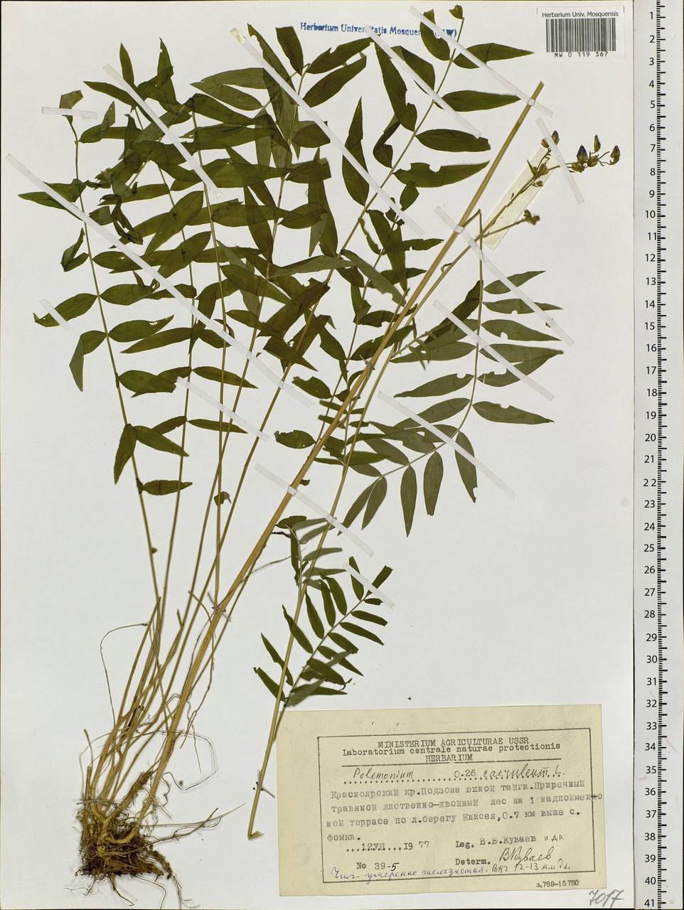 Polemonium caeruleum L., Siberia, Central Siberia (S3) (Russia)