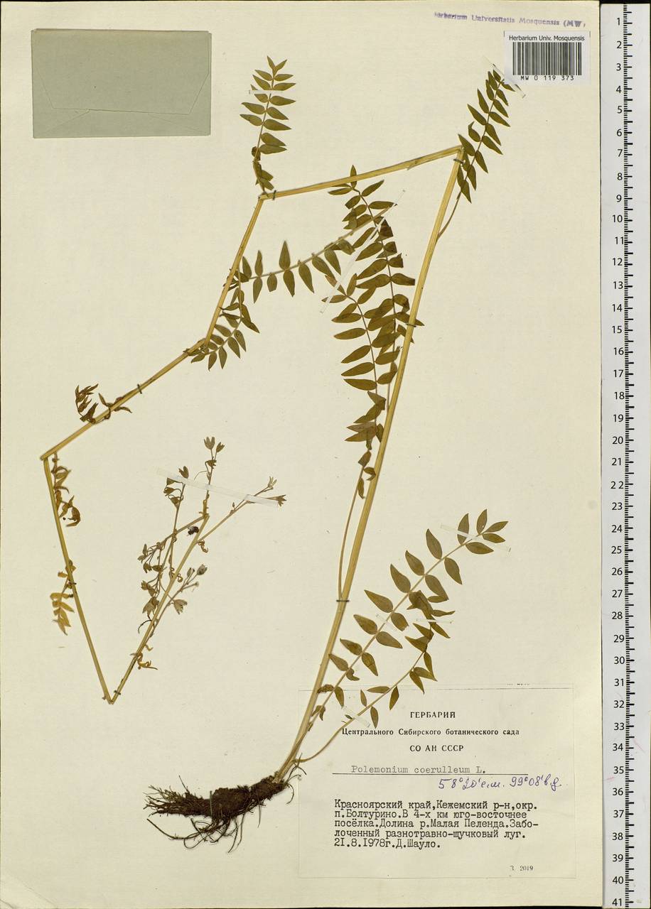 Polemonium caeruleum L., Siberia, Central Siberia (S3) (Russia)