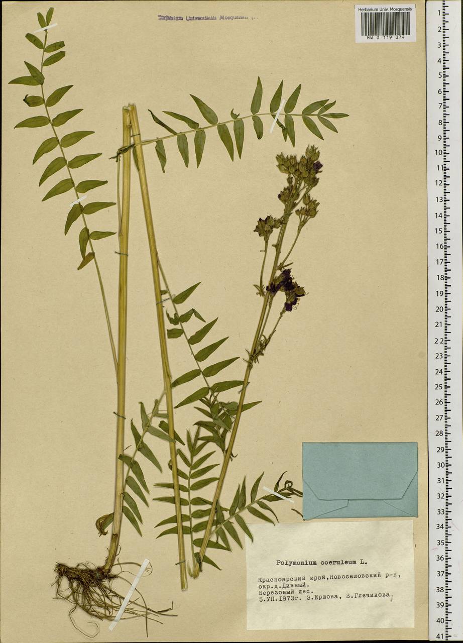 Polemonium caeruleum L., Siberia, Altai & Sayany Mountains (S2) (Russia)