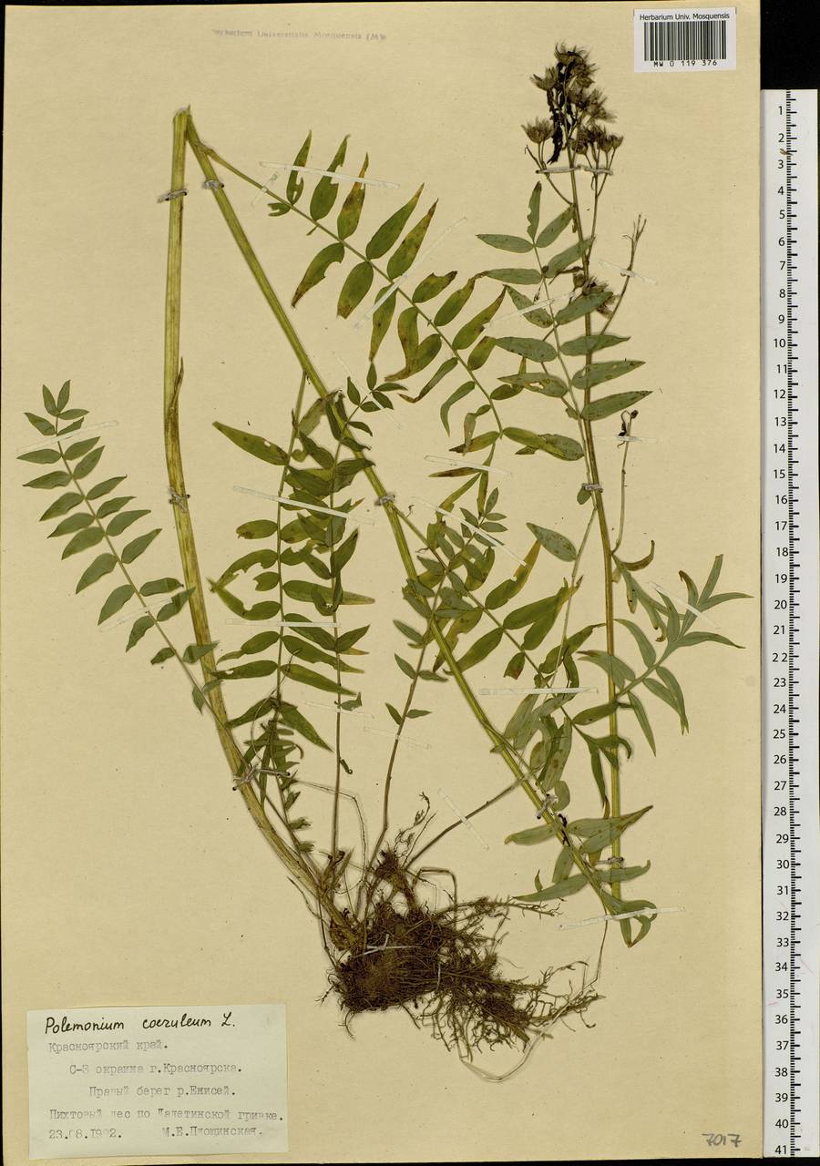 Polemonium caeruleum L., Siberia, Central Siberia (S3) (Russia)