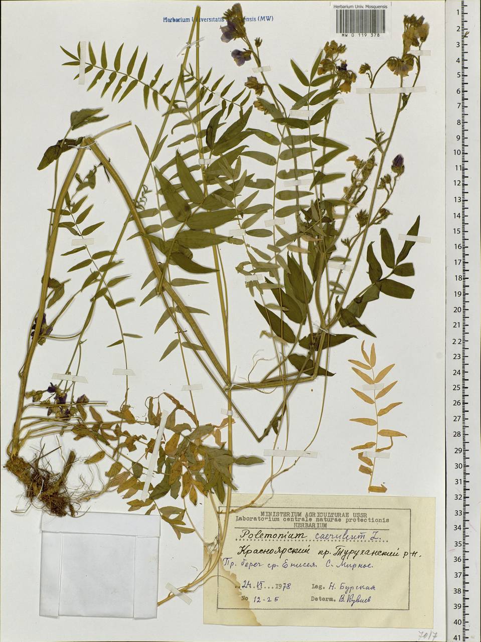 Polemonium caeruleum L., Siberia, Central Siberia (S3) (Russia)