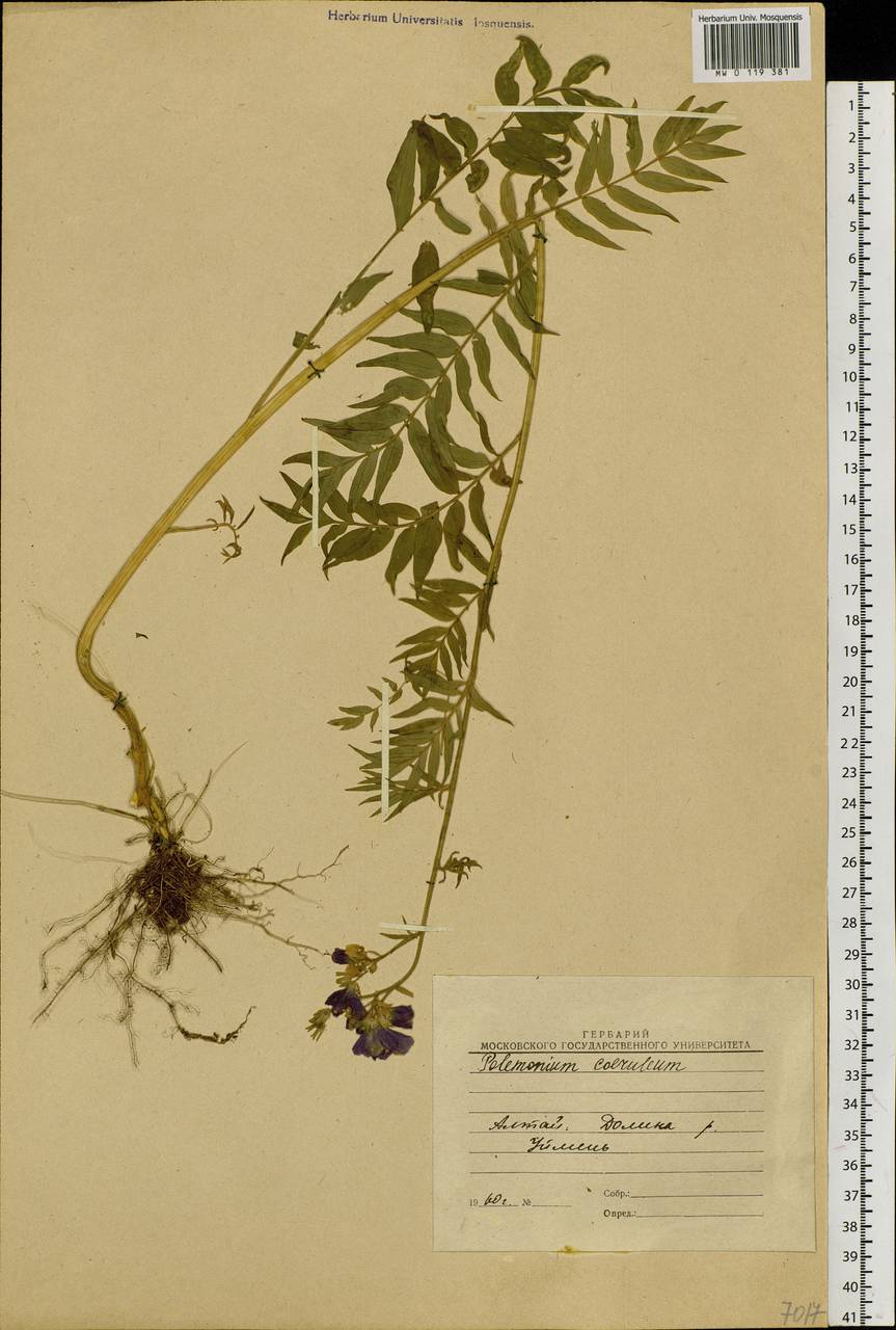 Polemonium caeruleum L., Siberia, Altai & Sayany Mountains (S2) (Russia)
