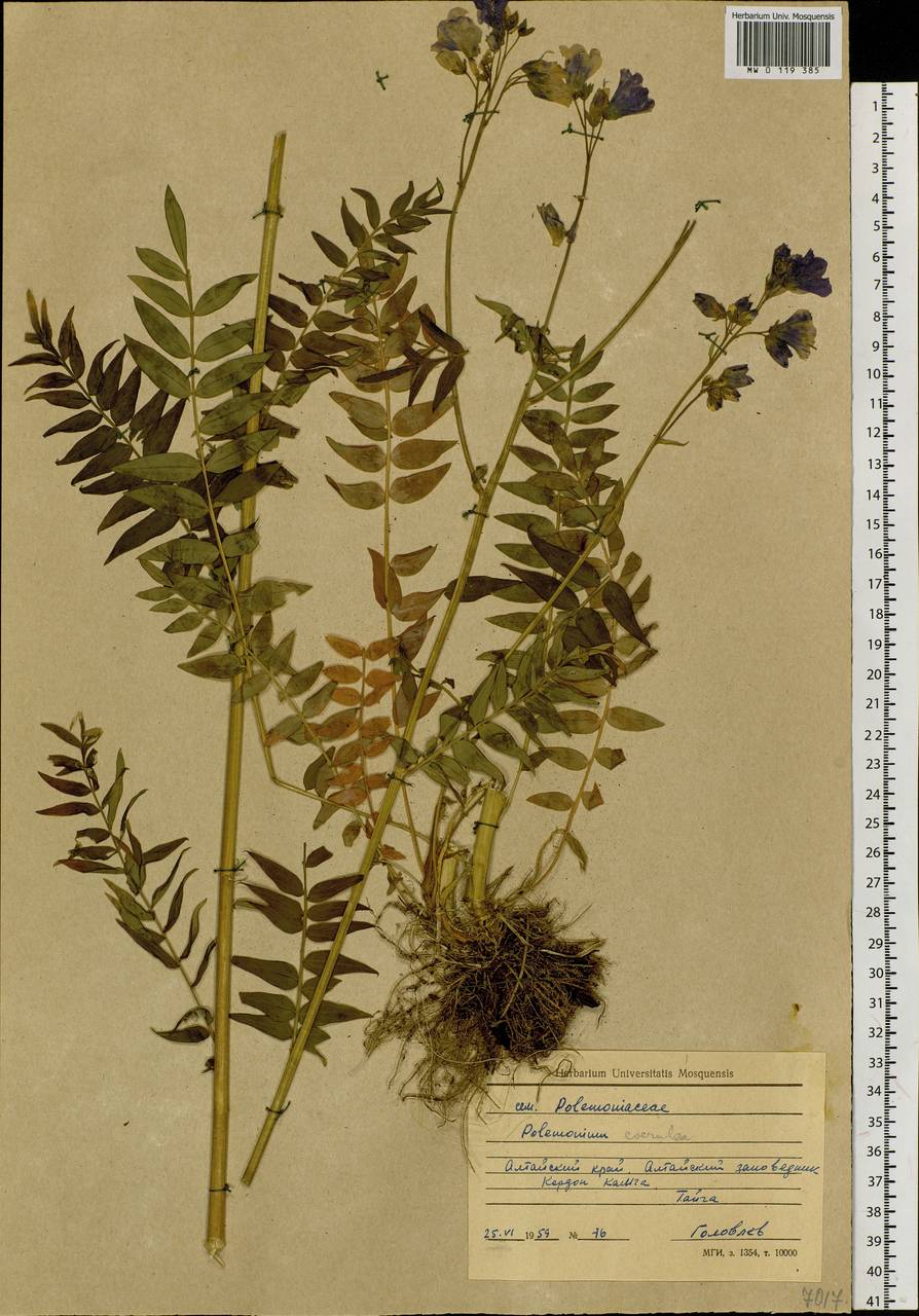 Polemonium caeruleum L., Siberia, Altai & Sayany Mountains (S2) (Russia)