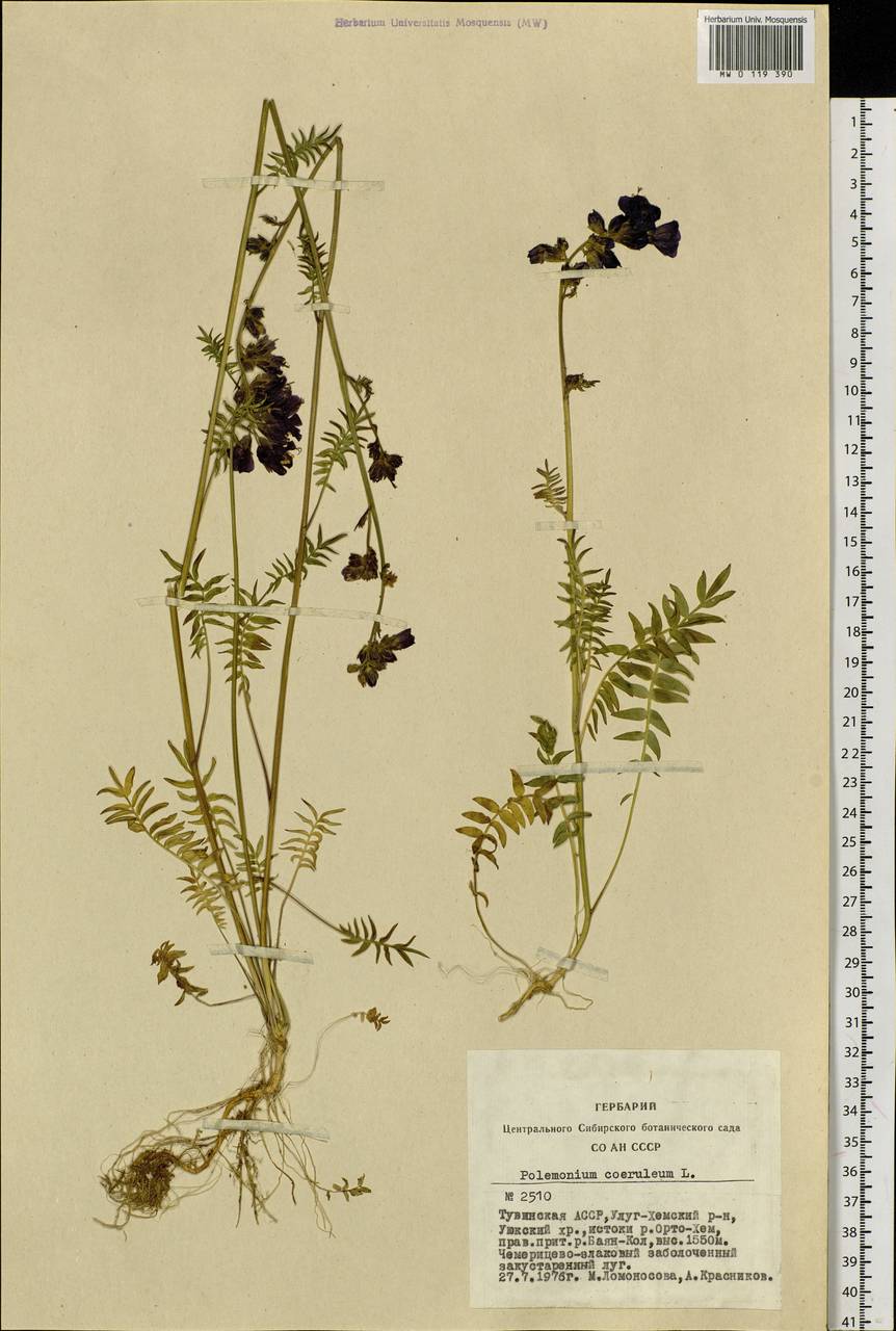 Polemonium caeruleum L., Siberia, Altai & Sayany Mountains (S2) (Russia)