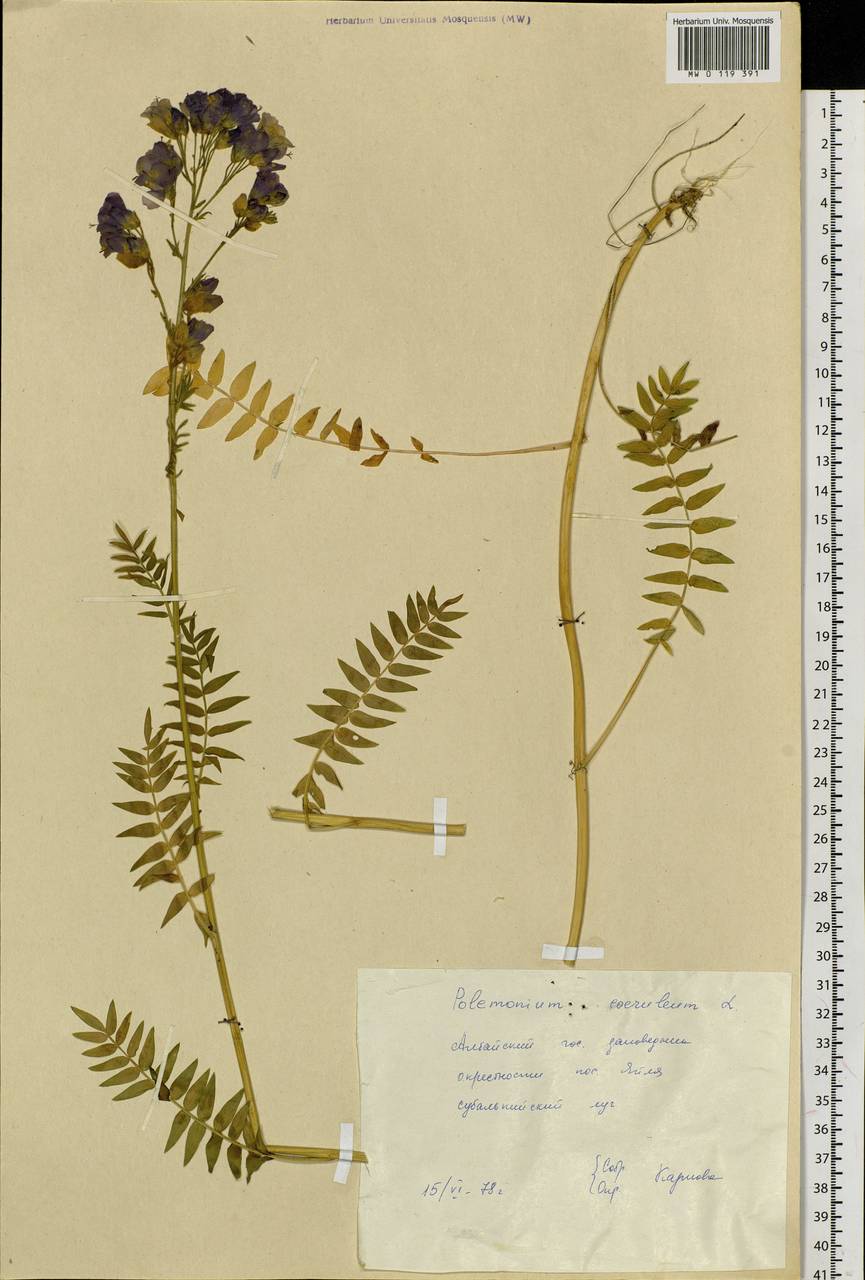 Polemonium caeruleum L., Siberia, Altai & Sayany Mountains (S2) (Russia)