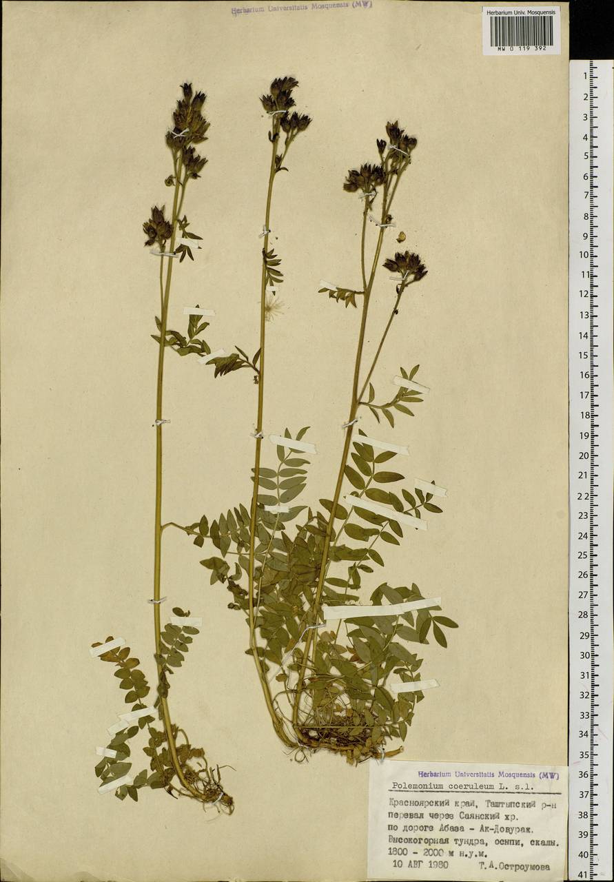 Polemonium caeruleum L., Siberia, Altai & Sayany Mountains (S2) (Russia)