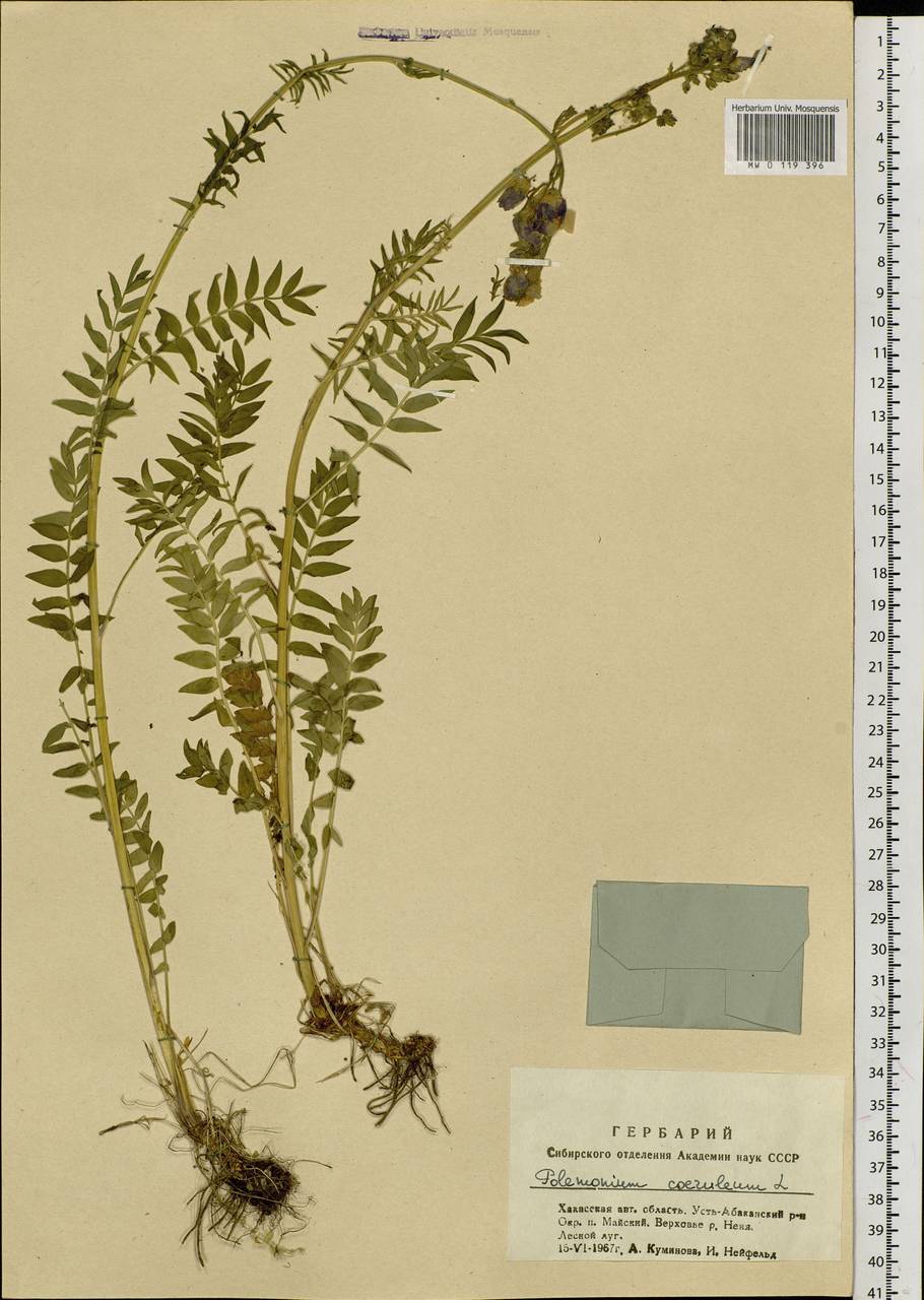 Polemonium caeruleum L., Siberia, Altai & Sayany Mountains (S2) (Russia)