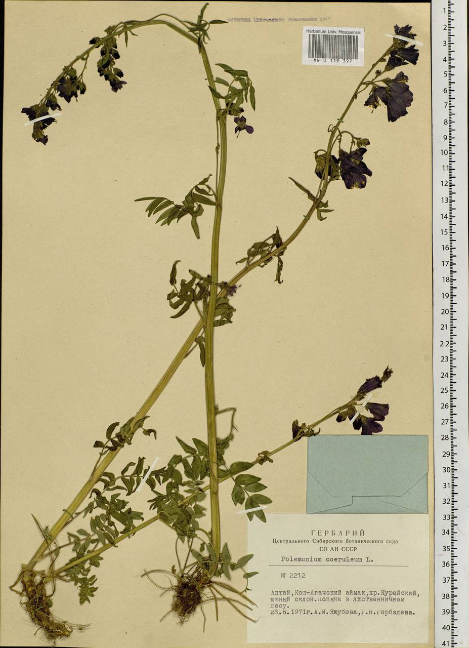 Polemonium caeruleum L., Siberia, Altai & Sayany Mountains (S2) (Russia)