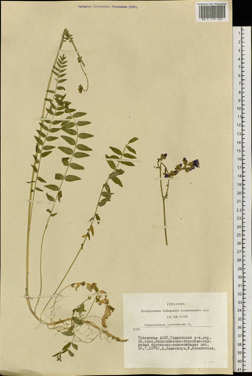 Polemonium caeruleum L., Siberia, Altai & Sayany Mountains (S2) (Russia)