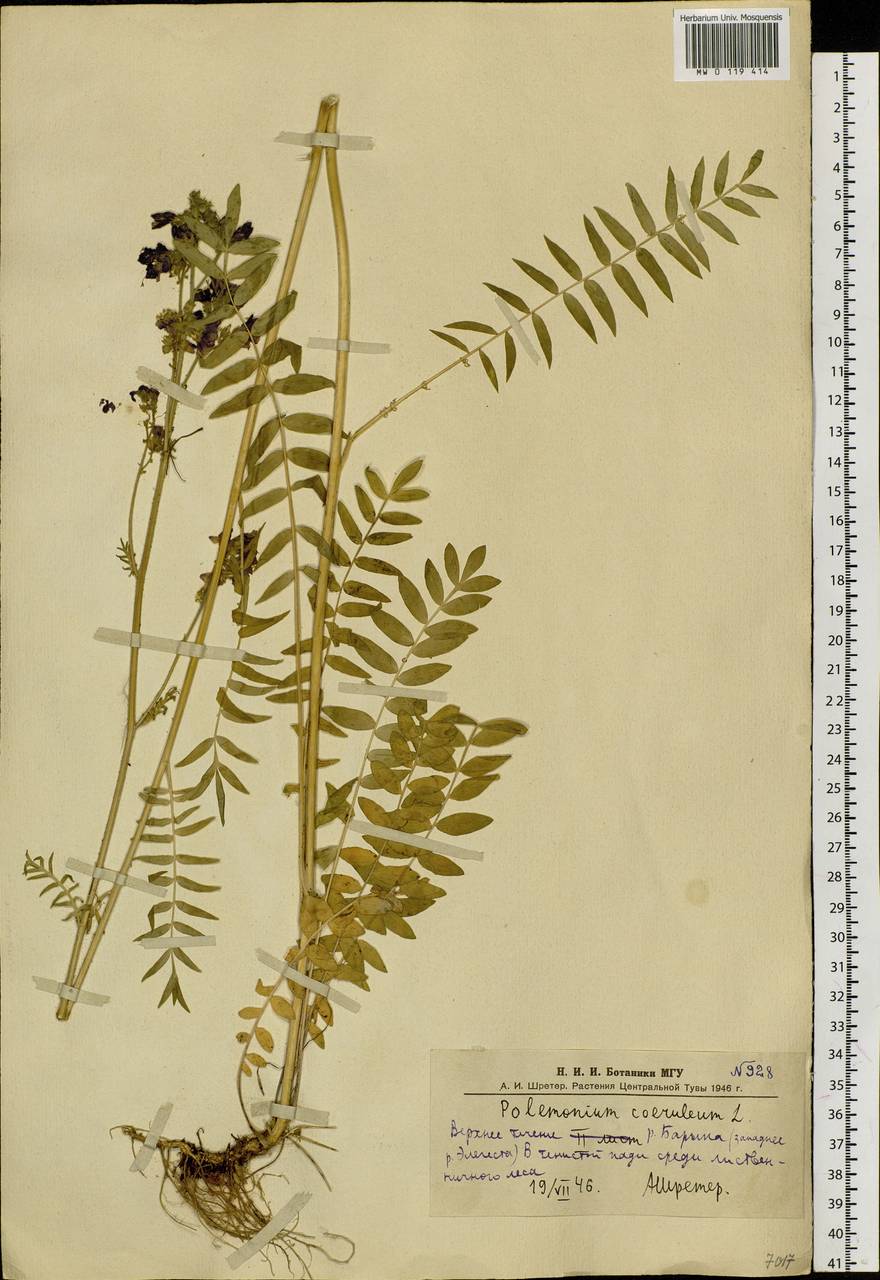 Polemonium caeruleum L., Siberia, Altai & Sayany Mountains (S2) (Russia)