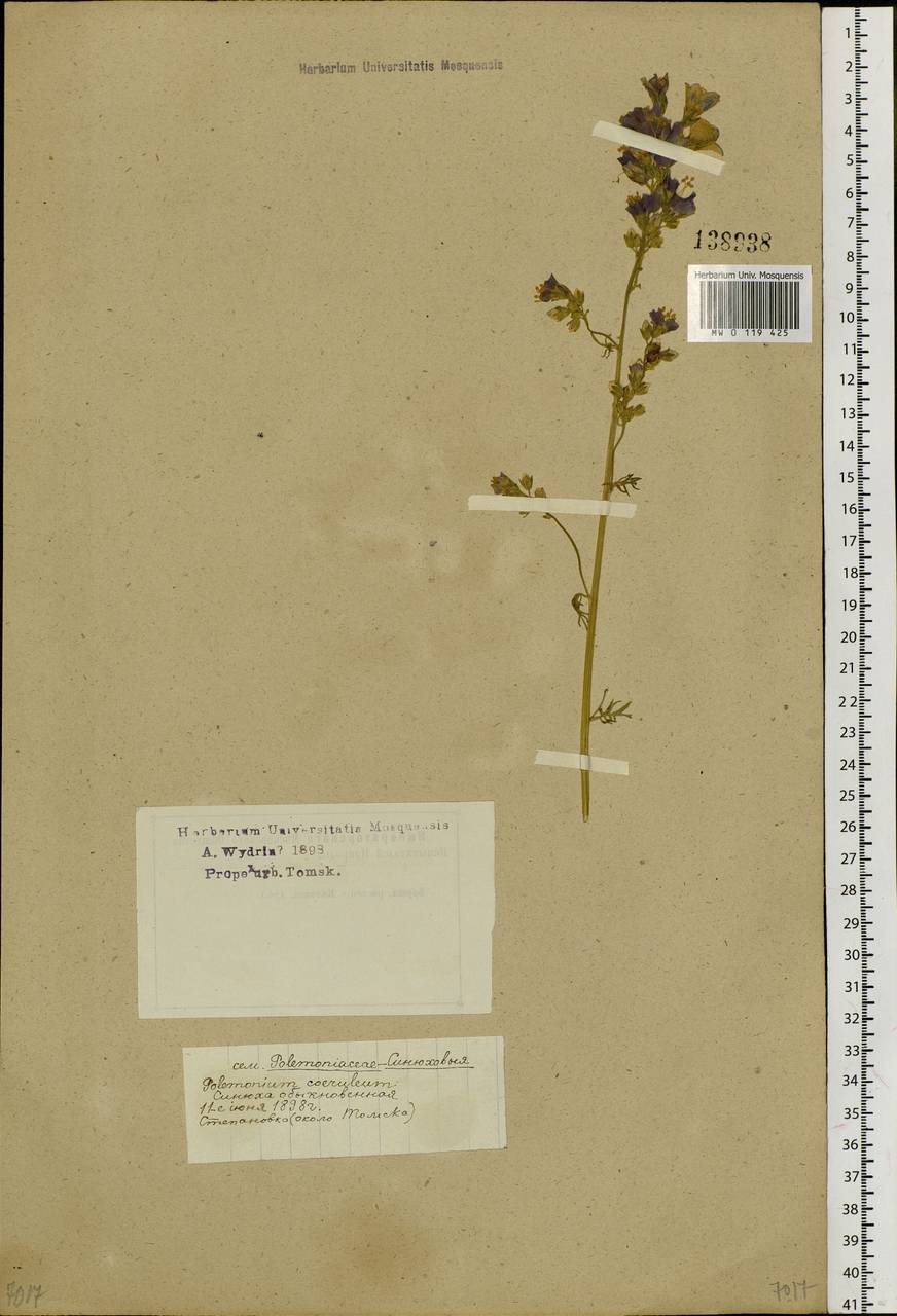 Polemonium caeruleum L., Siberia, Western Siberia (S1) (Russia)