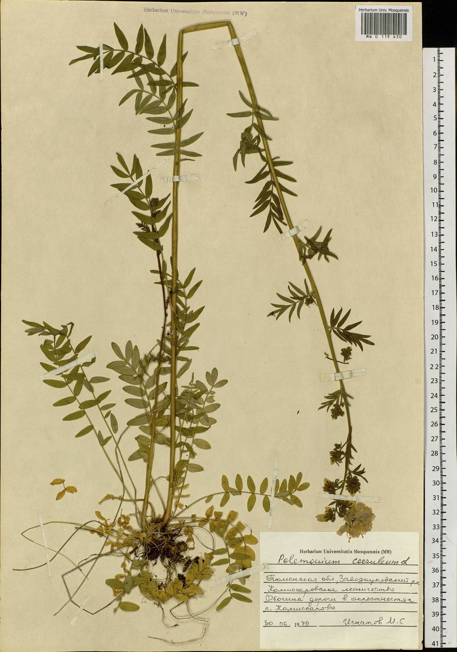 Polemonium caeruleum L., Siberia, Western Siberia (S1) (Russia)