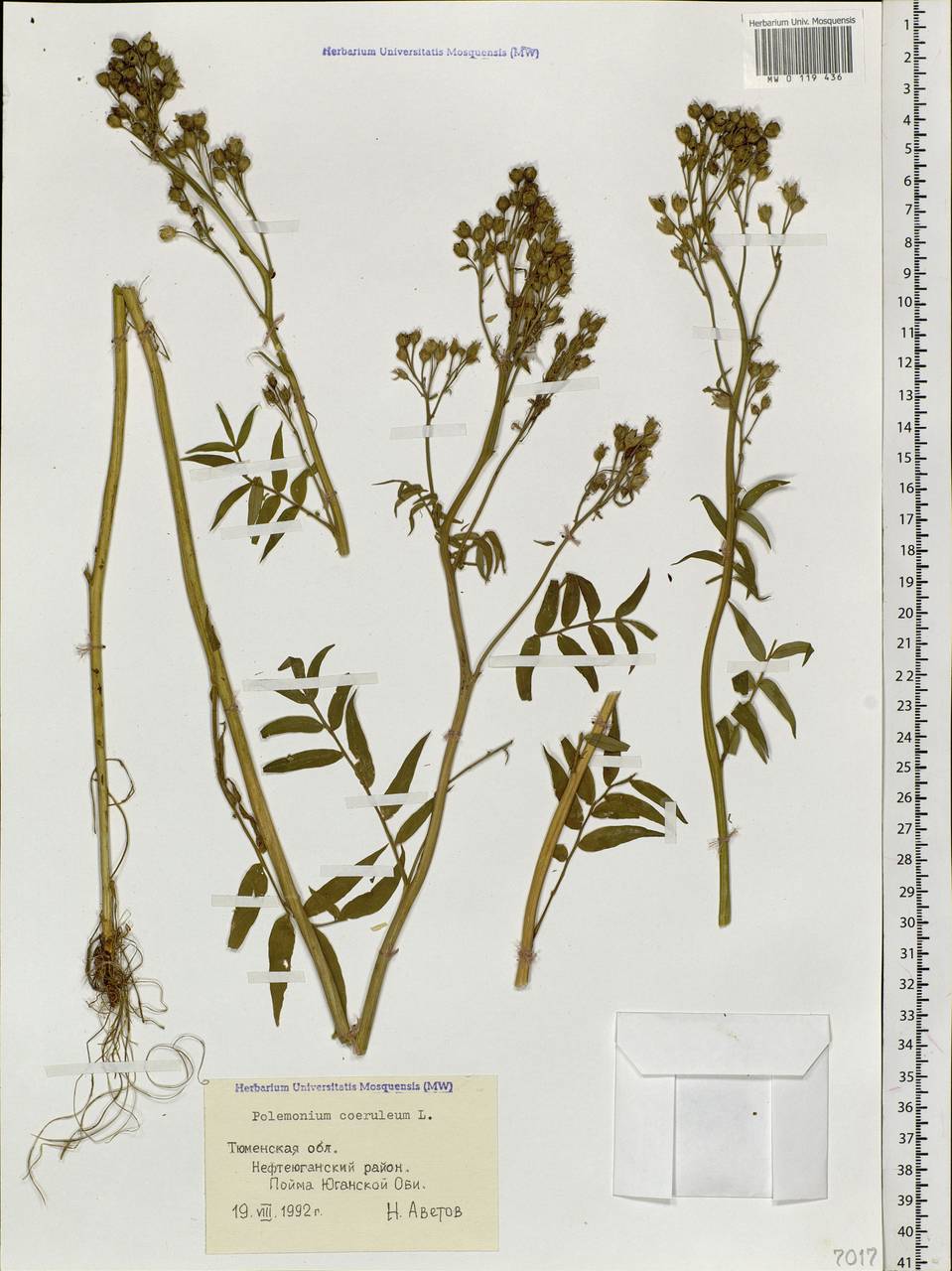 Polemonium caeruleum L., Siberia, Western Siberia (S1) (Russia)