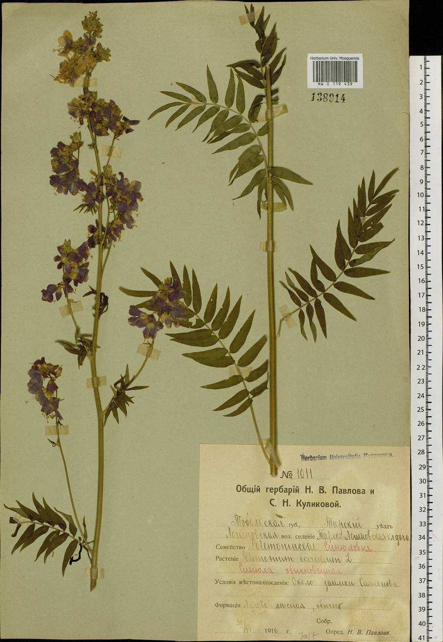 Polemonium caeruleum L., Siberia, Western Siberia (S1) (Russia)