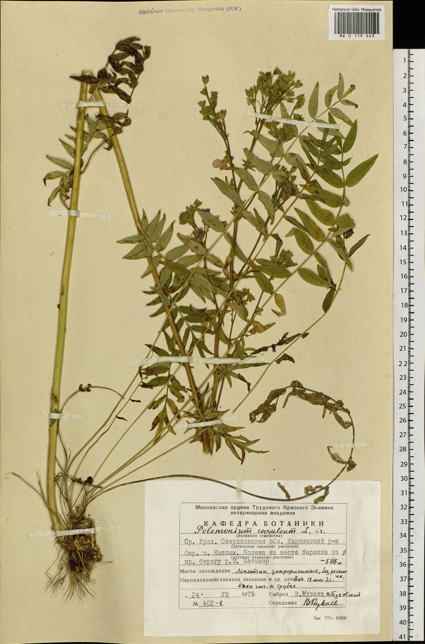 Polemonium caeruleum L., Eastern Europe, Eastern region (E10) (Russia)