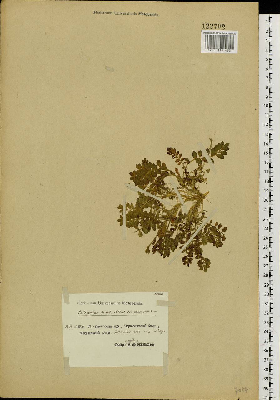 Polemonium boreale Adams, Siberia, Chukotka & Kamchatka (S7) (Russia)