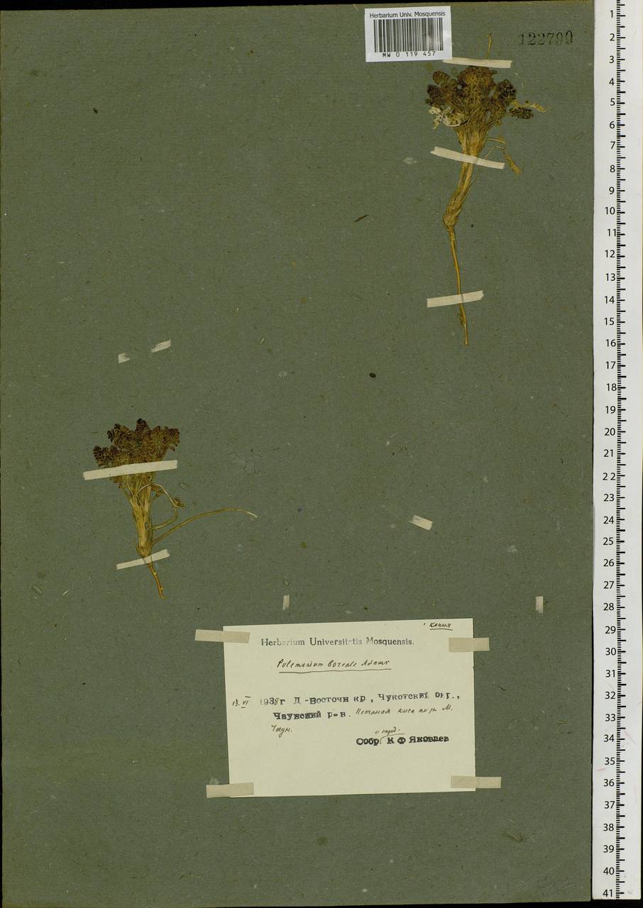 Polemonium boreale Adams, Siberia, Chukotka & Kamchatka (S7) (Russia)