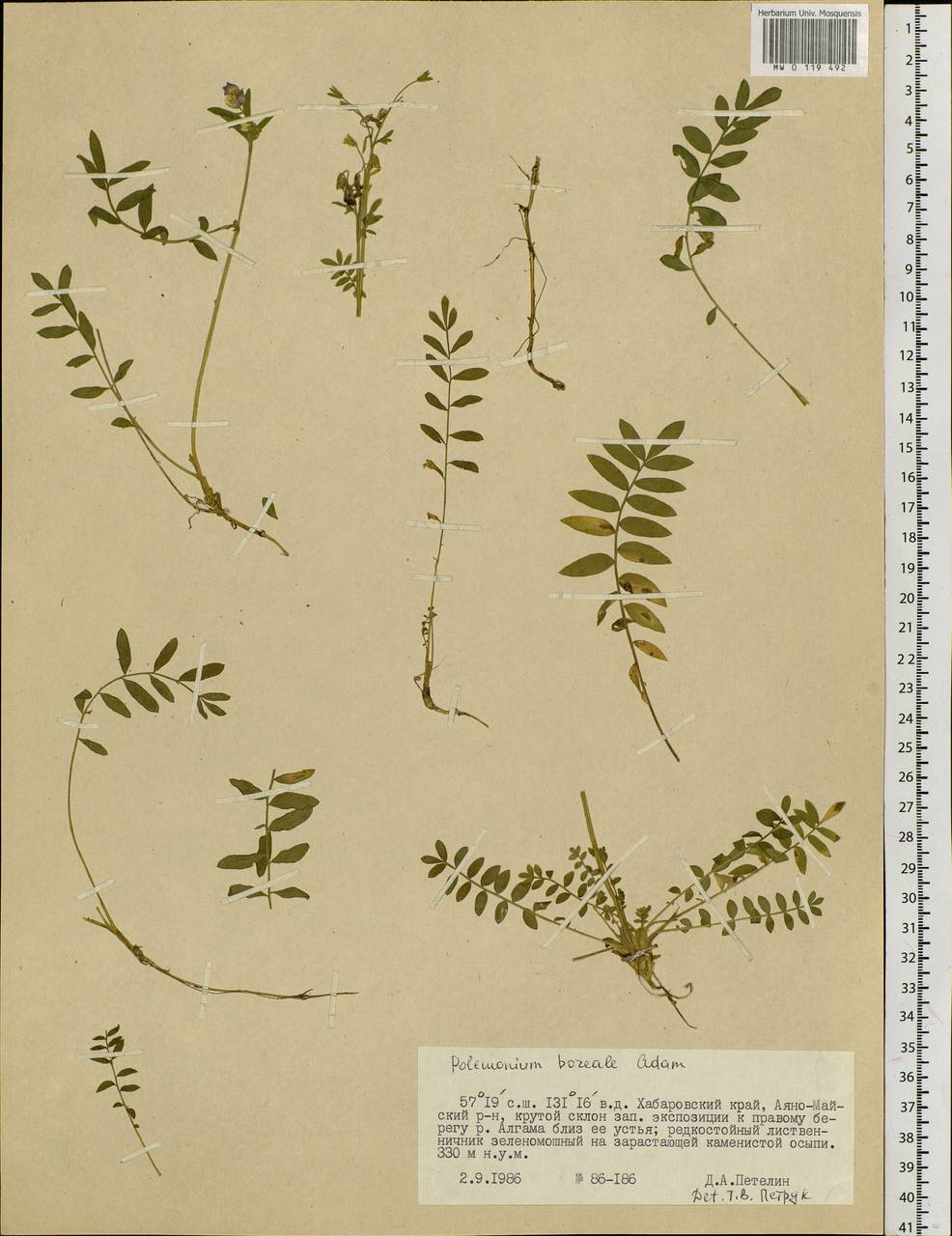 Polemonium boreale Adams, Siberia, Russian Far East (S6) (Russia)