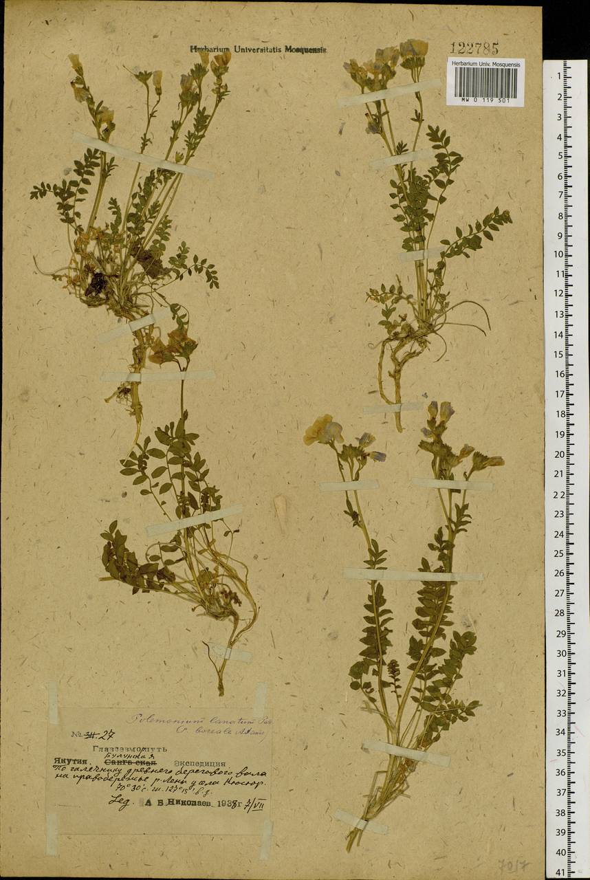 Polemonium boreale Adams, Siberia, Yakutia (S5) (Russia)