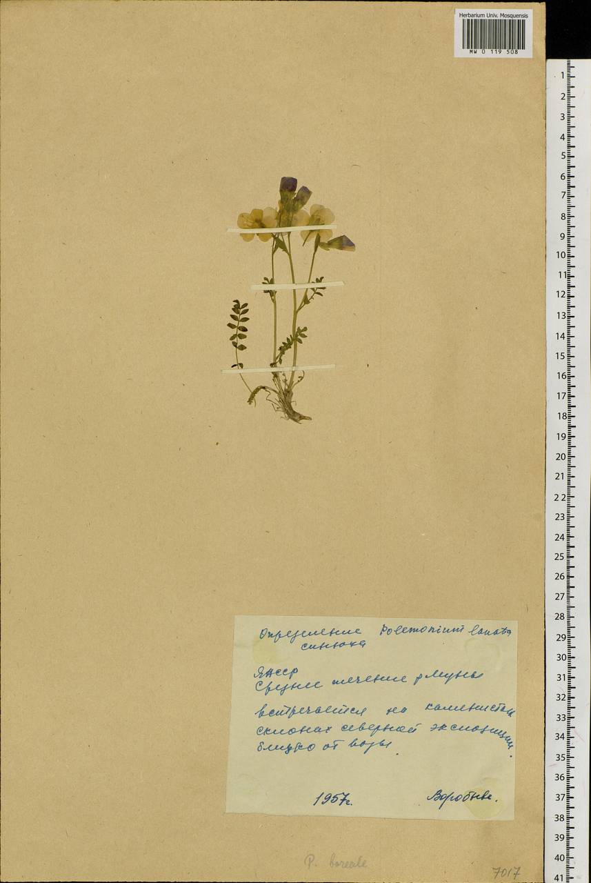 Polemonium boreale Adams, Siberia, Yakutia (S5) (Russia)