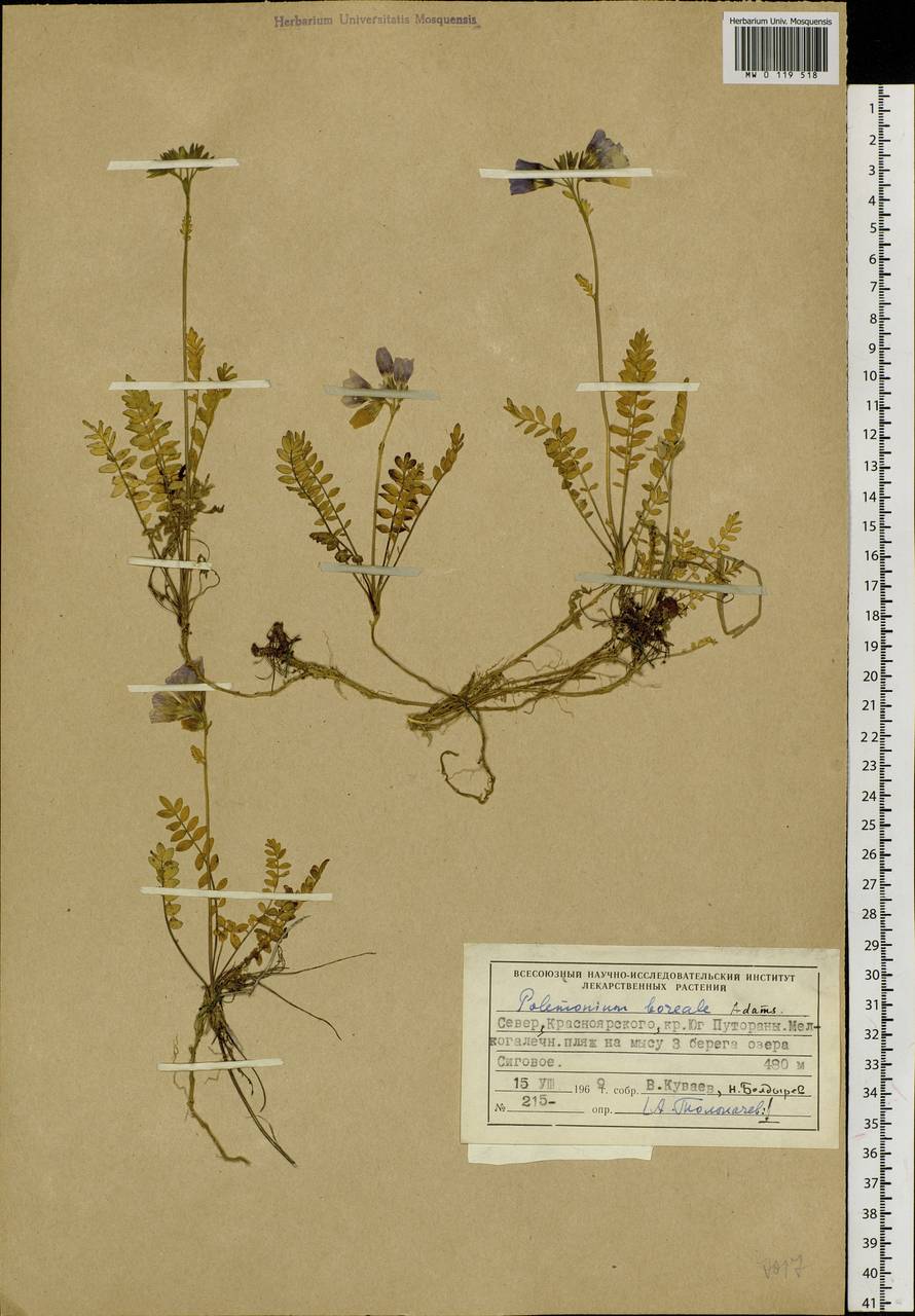 Polemonium boreale Adams, Siberia, Central Siberia (S3) (Russia)