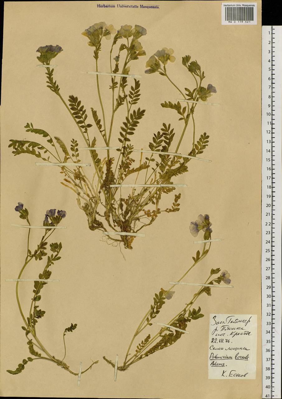 Polemonium boreale Adams, Siberia, Central Siberia (S3) (Russia)