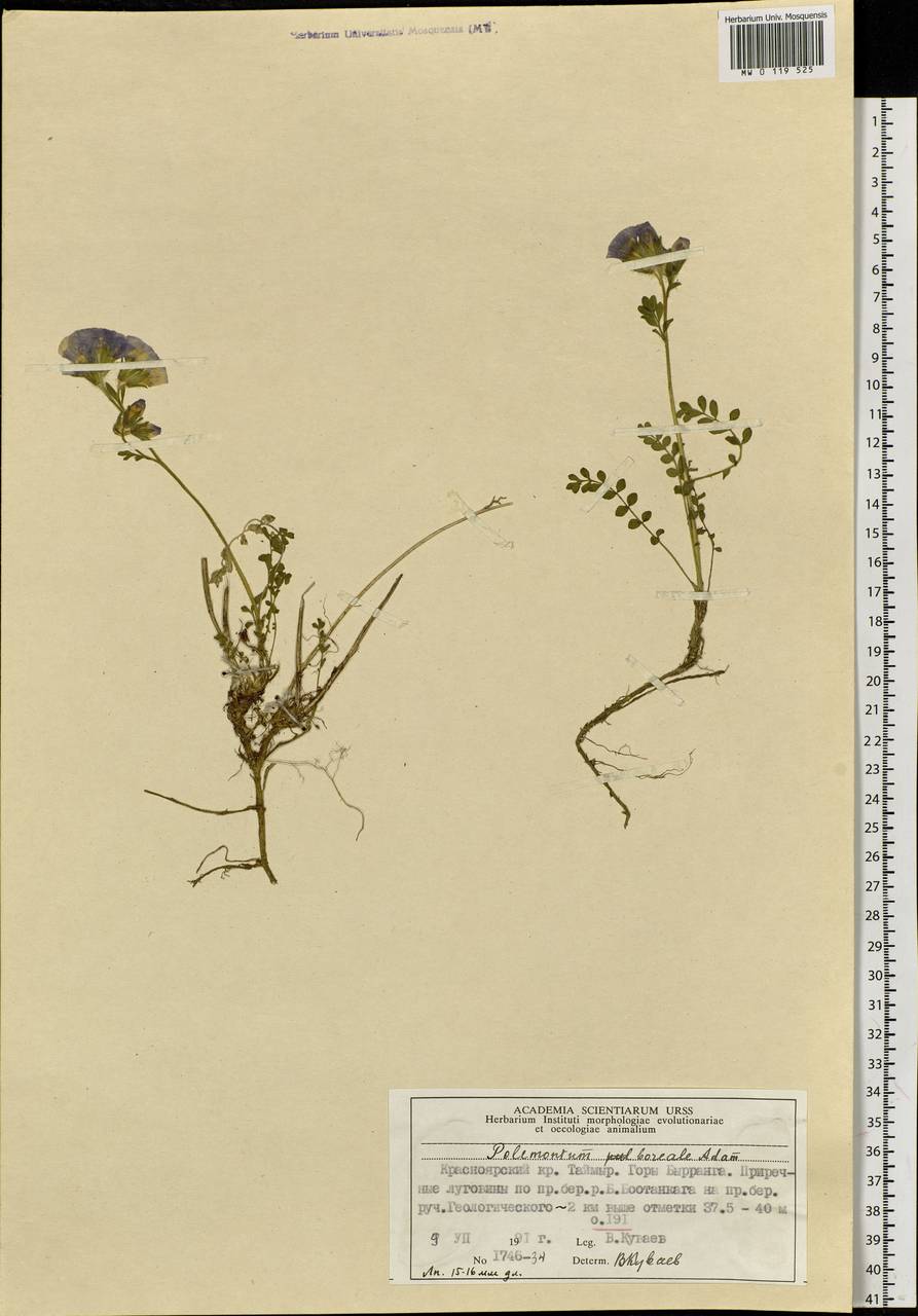 Polemonium boreale Adams, Siberia, Central Siberia (S3) (Russia)