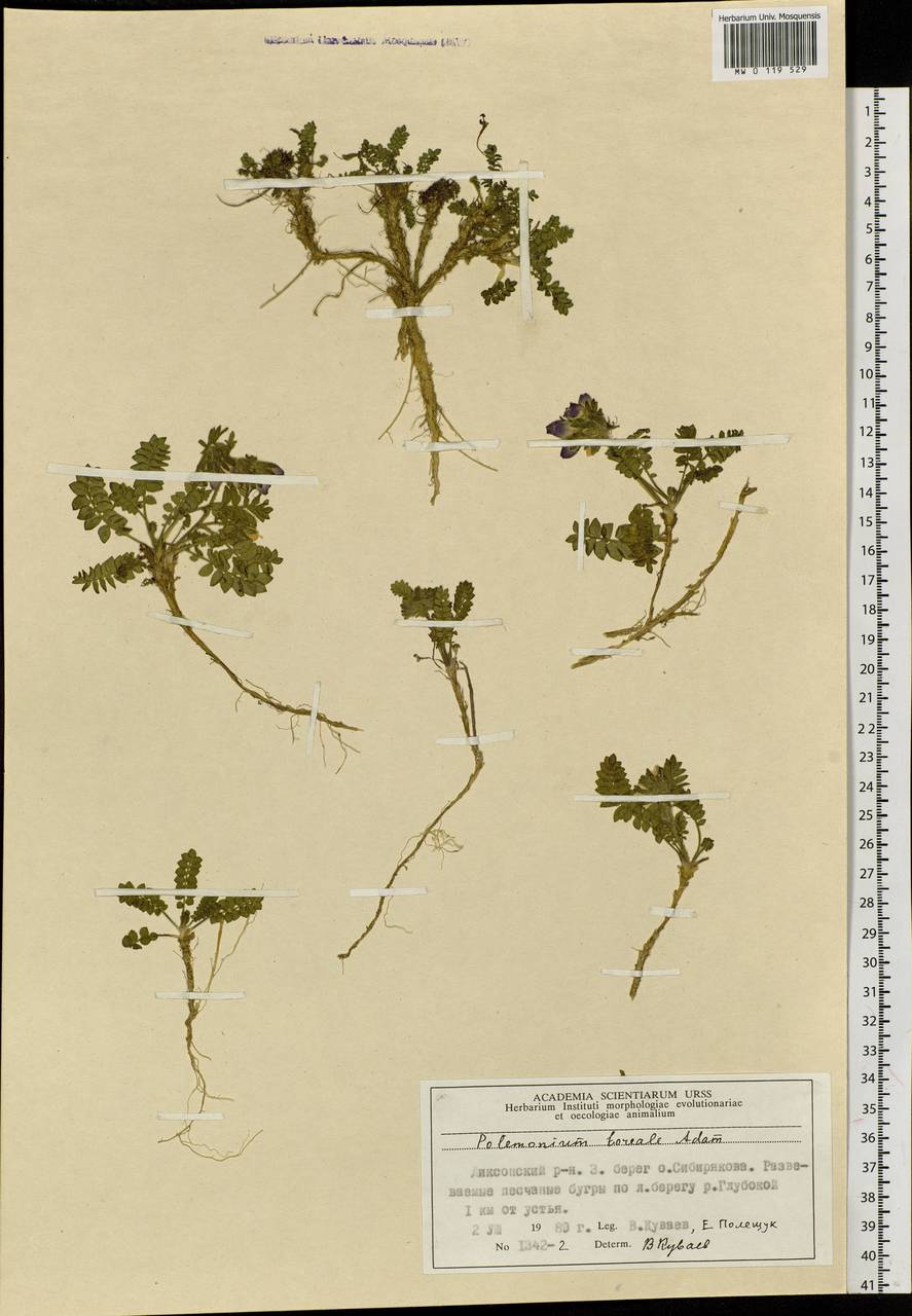 Polemonium boreale Adams, Siberia, Central Siberia (S3) (Russia)